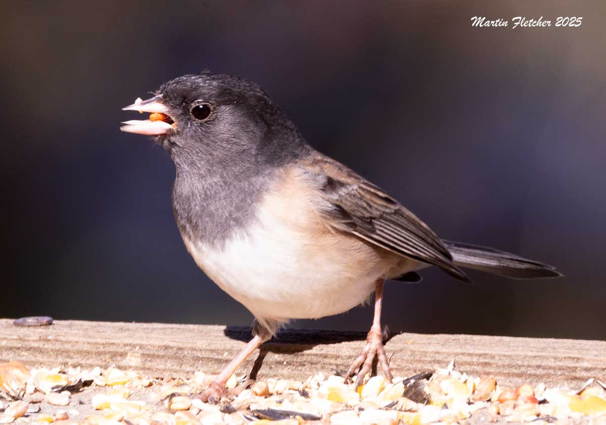 Dark Eyed Junco, Ojai