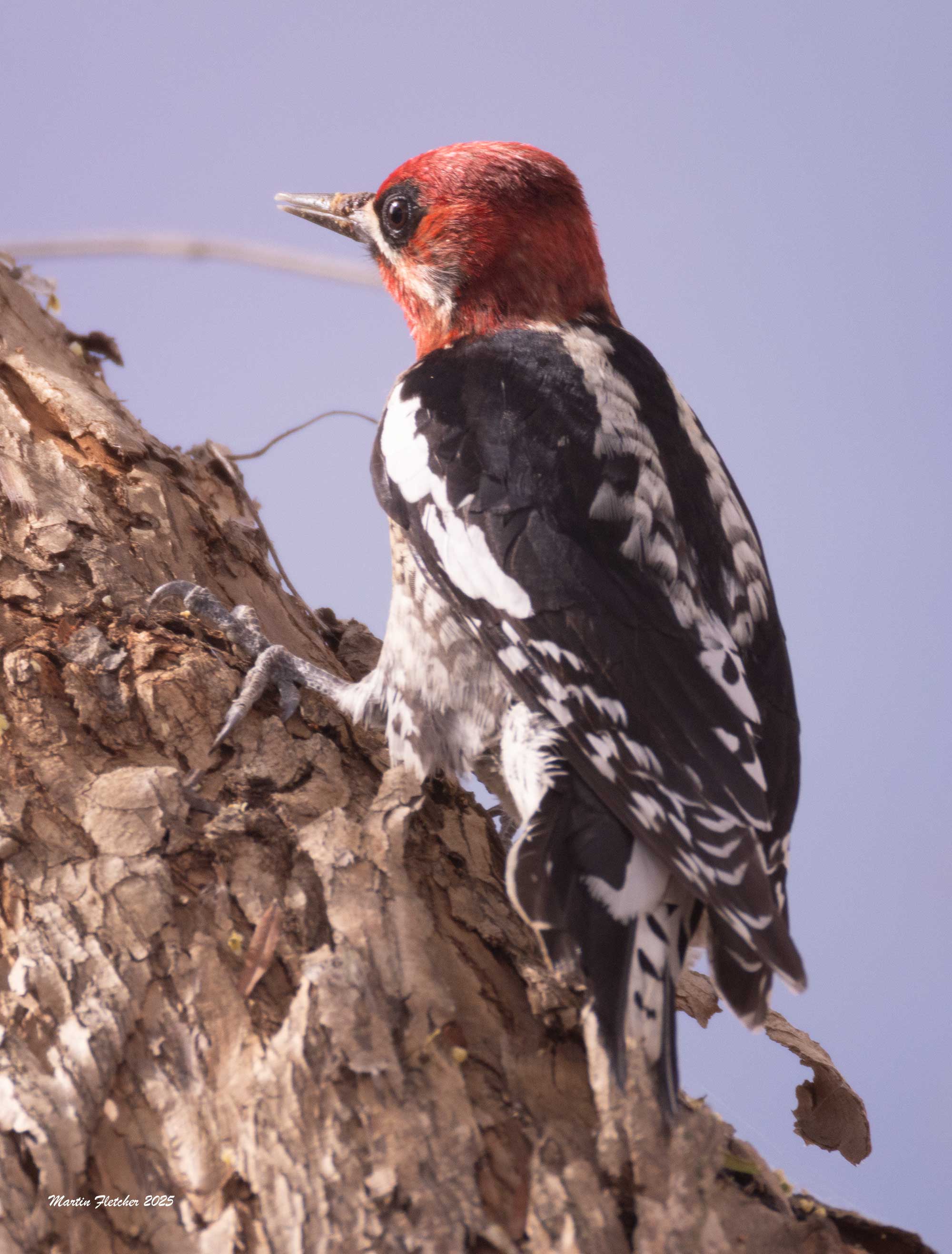 Red Breasted Sapsucker, Lake Casitas, Ojai