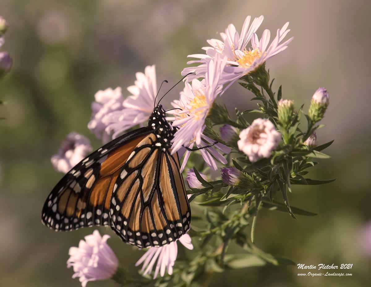 Monarch Butterfly Nectaring on Aster