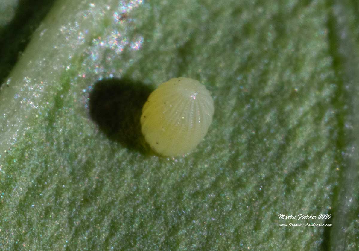 Monarch Egg