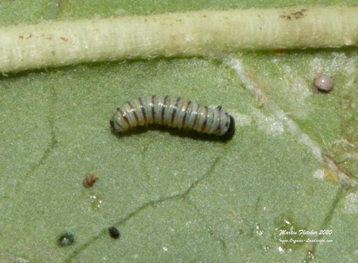 Monarch 1st Instar Caterpillar