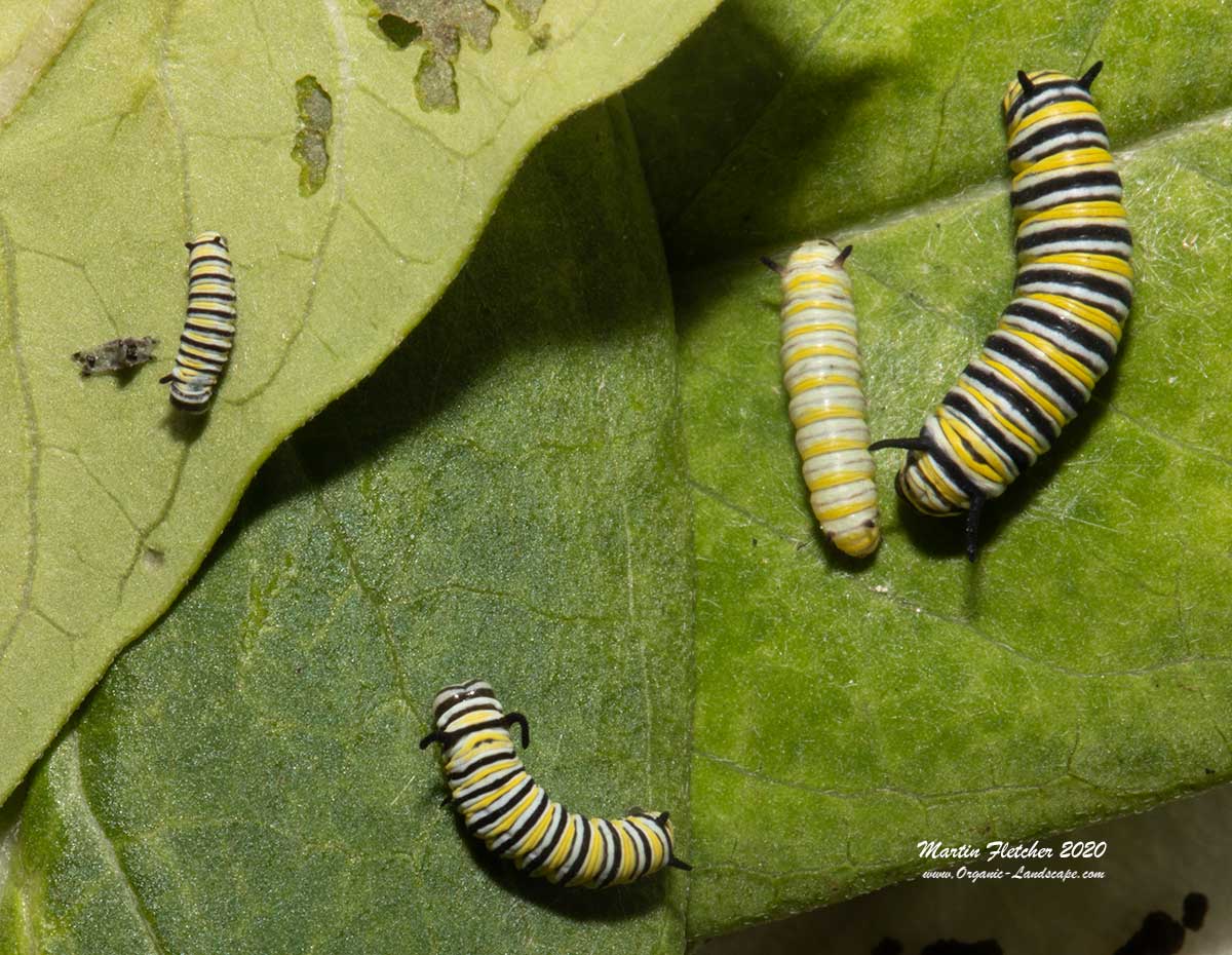 Monarch Early Caterpillar Instars