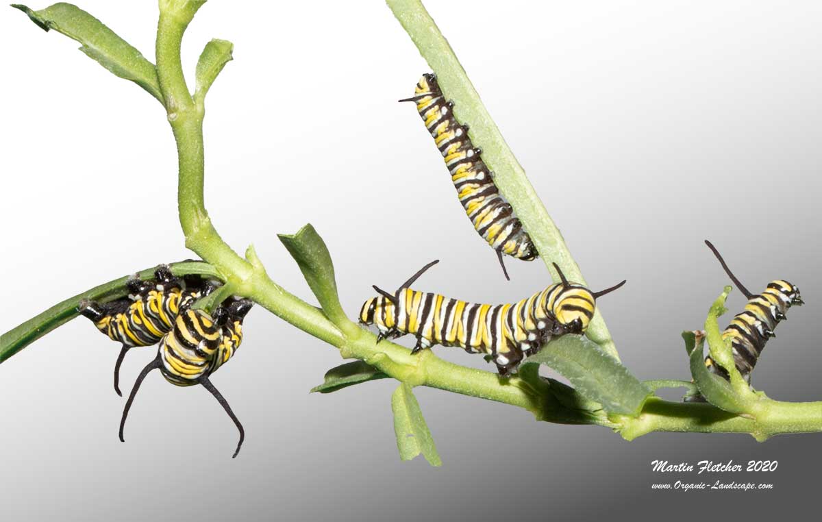 Monarch Caterpillar Late Instars, 4th and 5th