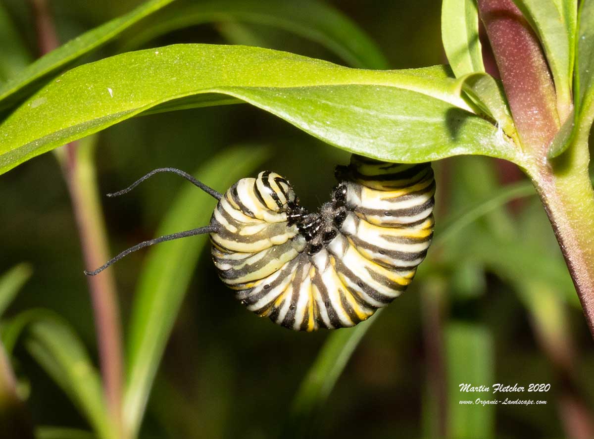 Monarch Caterpillar J
