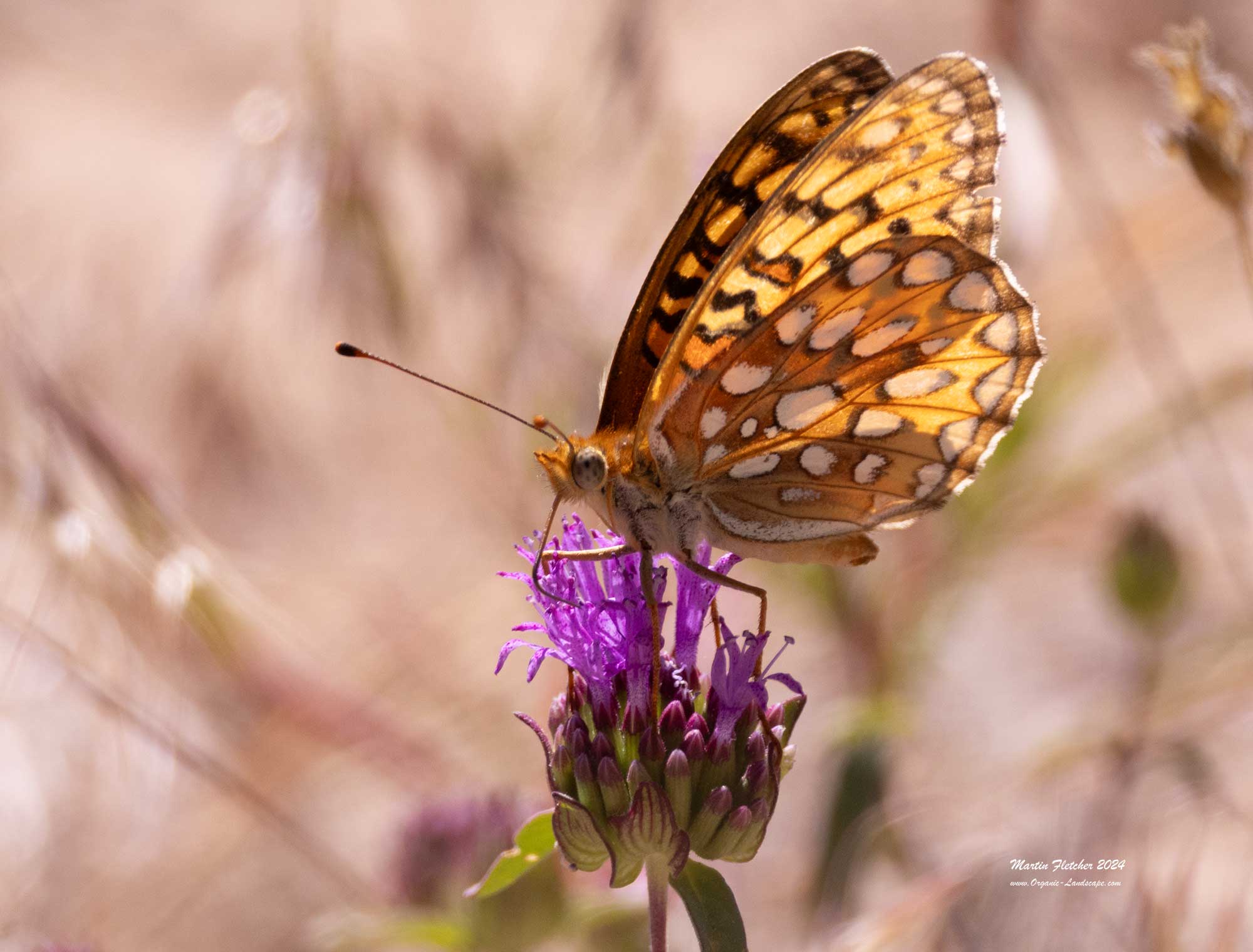 Calippe Frittilary, Speyeria calippe, Pine Mountain, California