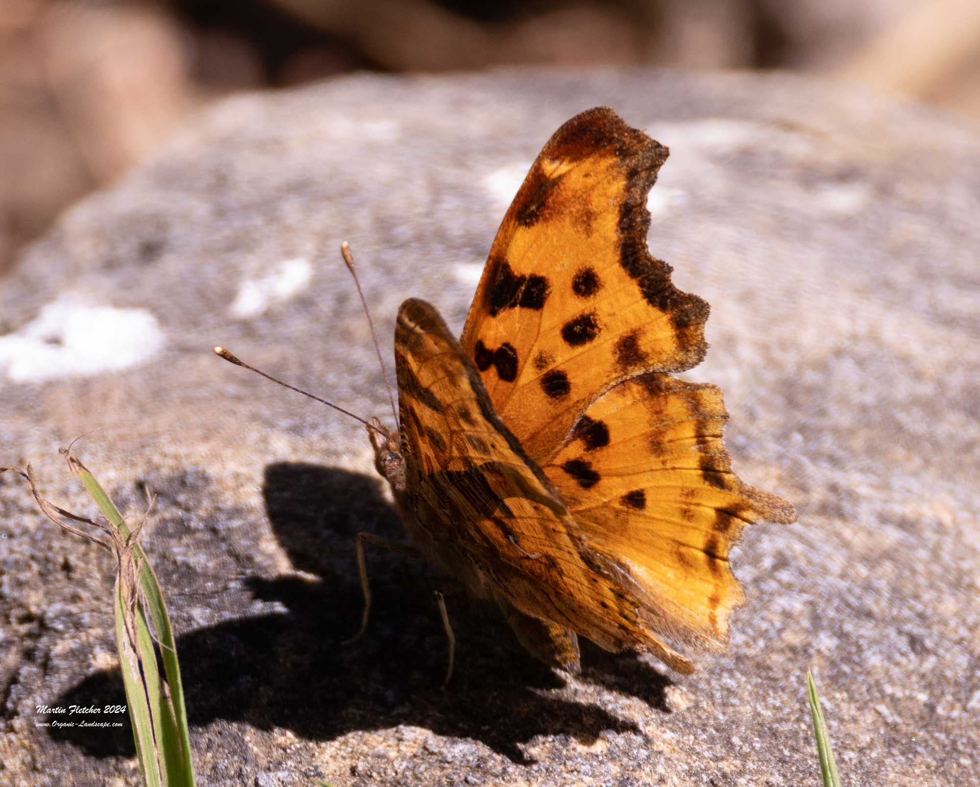 Satyr Comma, Polygonia satyrus, Ojai, California