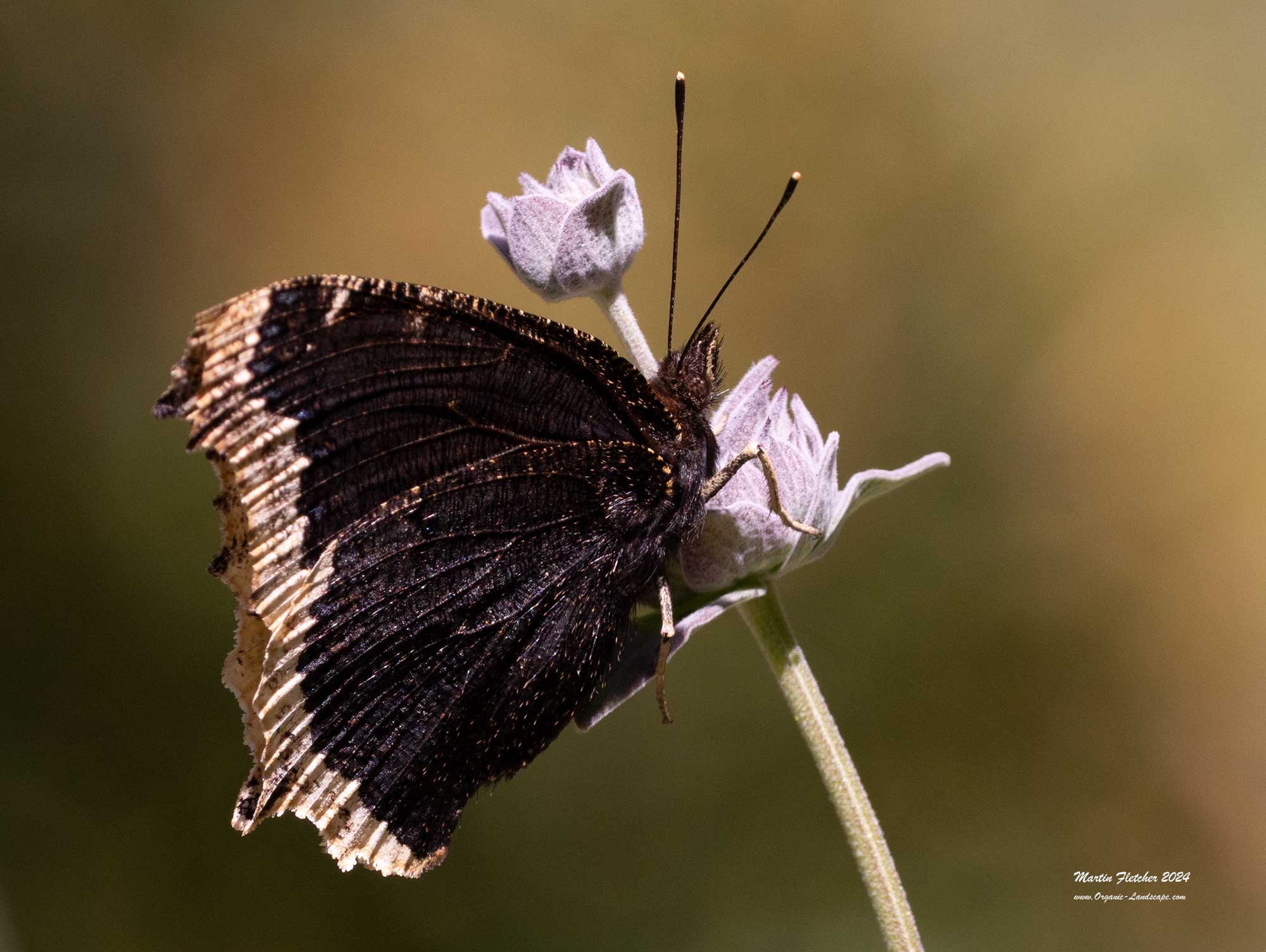 Mourning Cloak, Nymphalis antiopa, Ojai, California