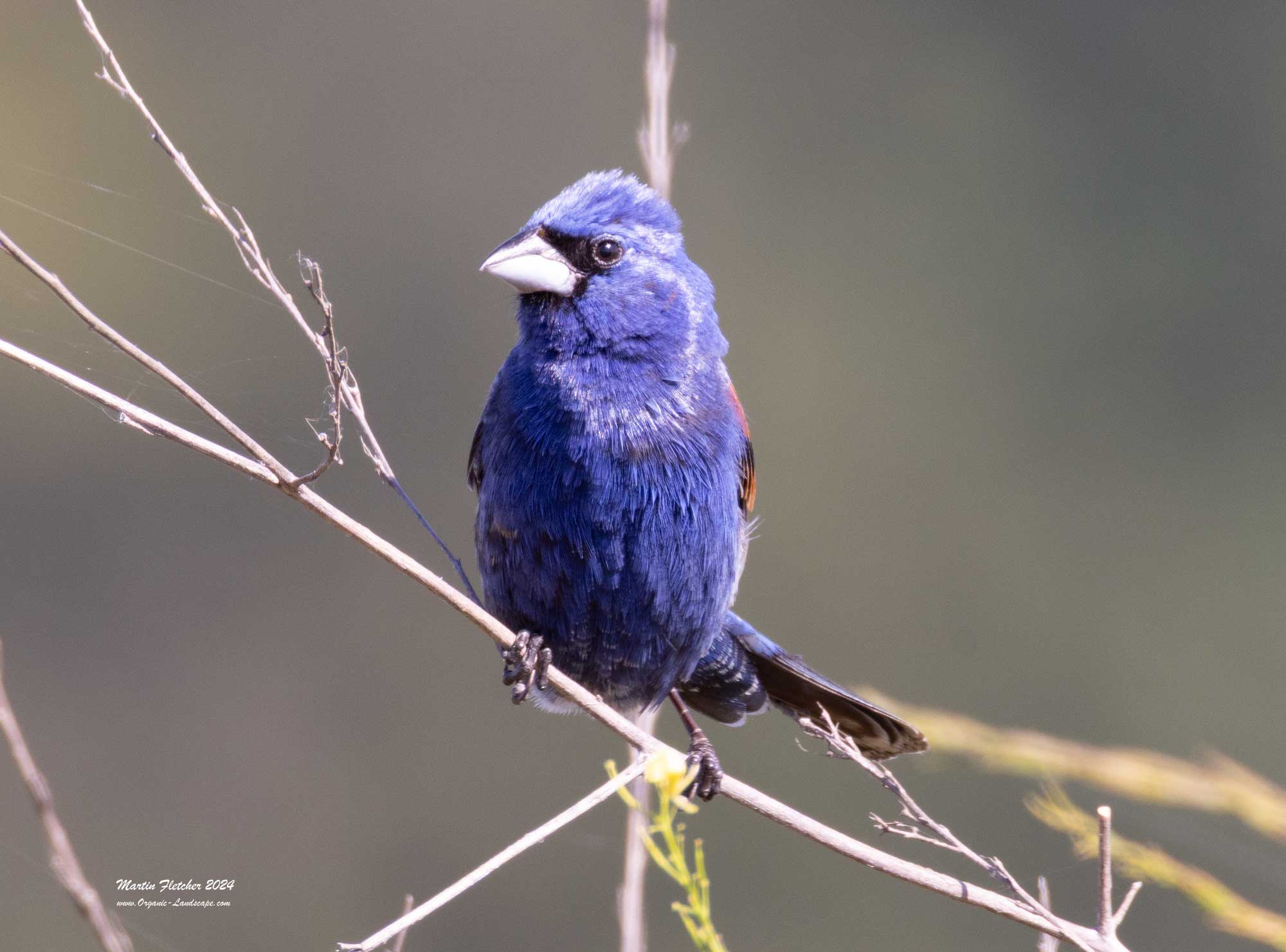 Blue Grosbeak, Casitas, Ojai, California
