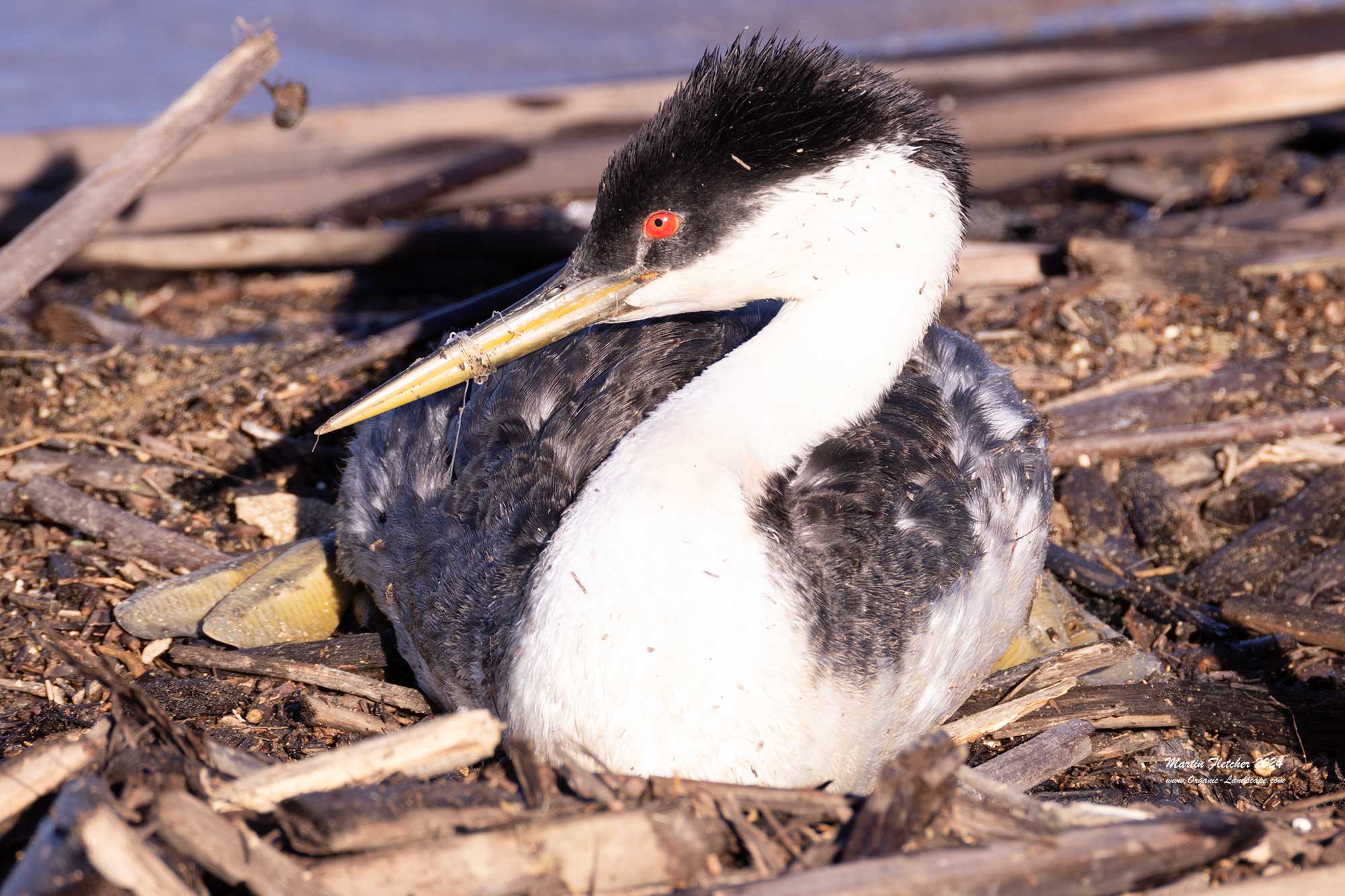 Western Grebe, Oso Flaco