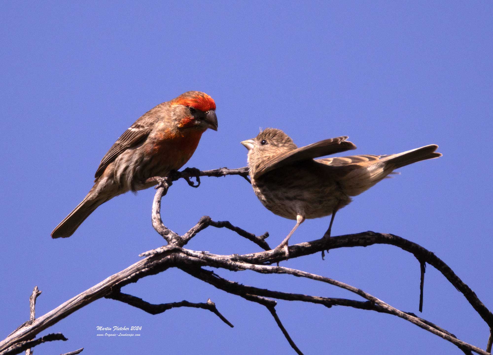 House Finch Feeding, Mountain Park, Simi, California