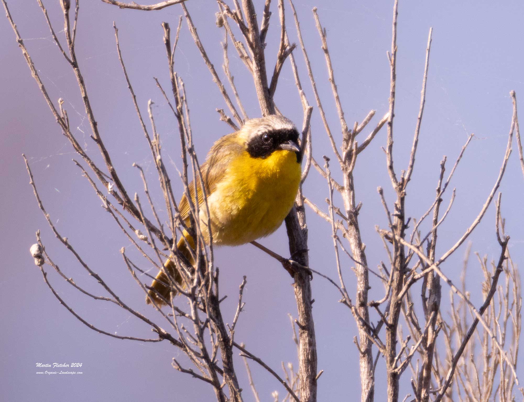 Common Yellowthroat, Casitas, Ojai, California