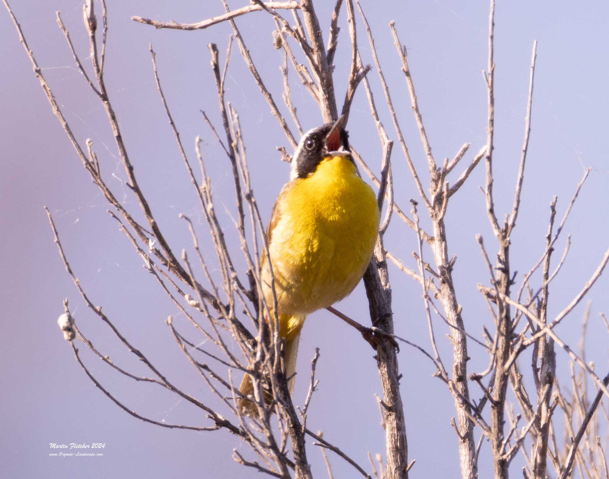 Common Yellowthroat Singing, Casitas, Ojai, California