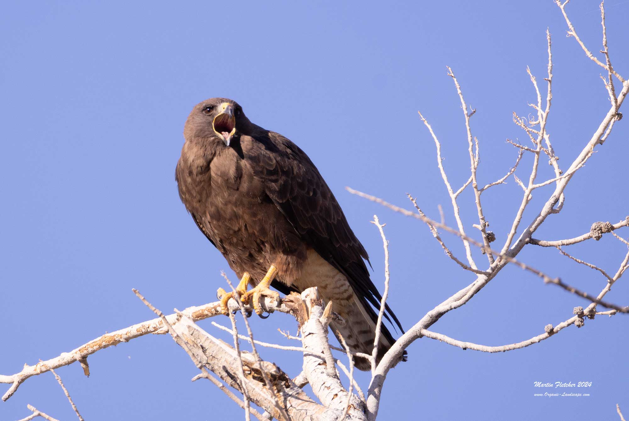 Red Tail Hawk Calling, Fish Slough, Owens Valley