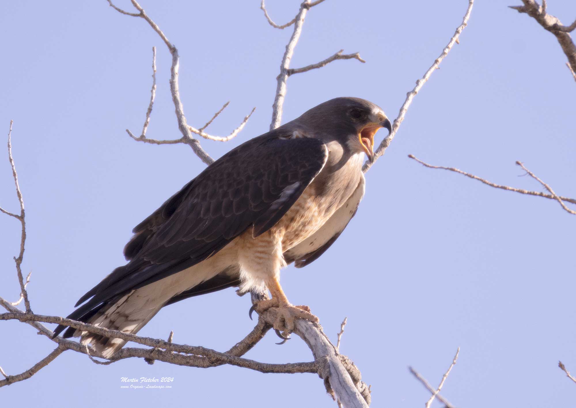 Red Tail Hawk Calling, Fish Slough, Owens Valley