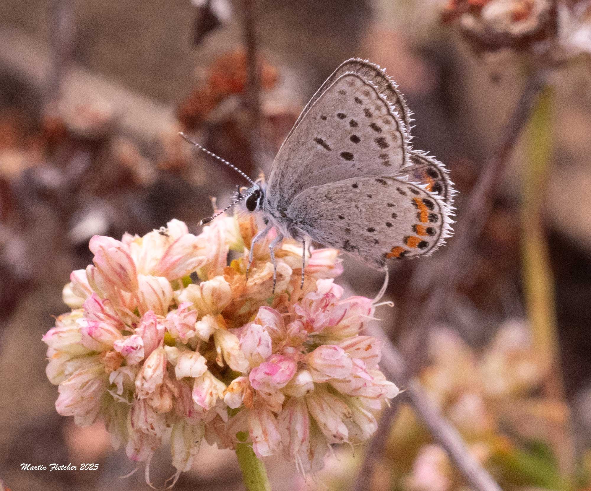 Acmon Blue Butterfly on Eriogonum parvifolium, Sea Cliff Buckwheat