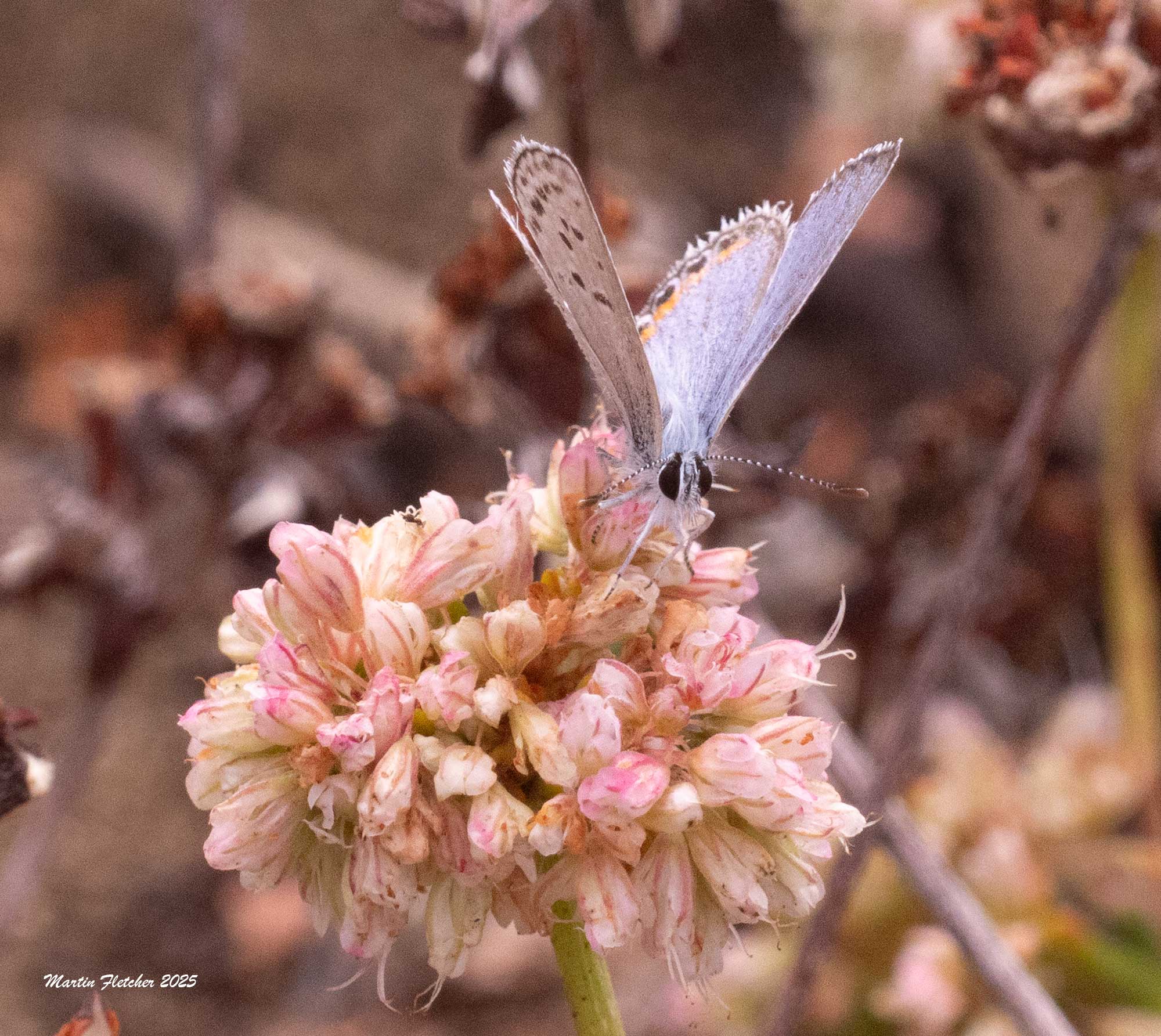 Acmon Blue Butterfly on Eriogonum parvifolium, Sea Cliff Buckwheat