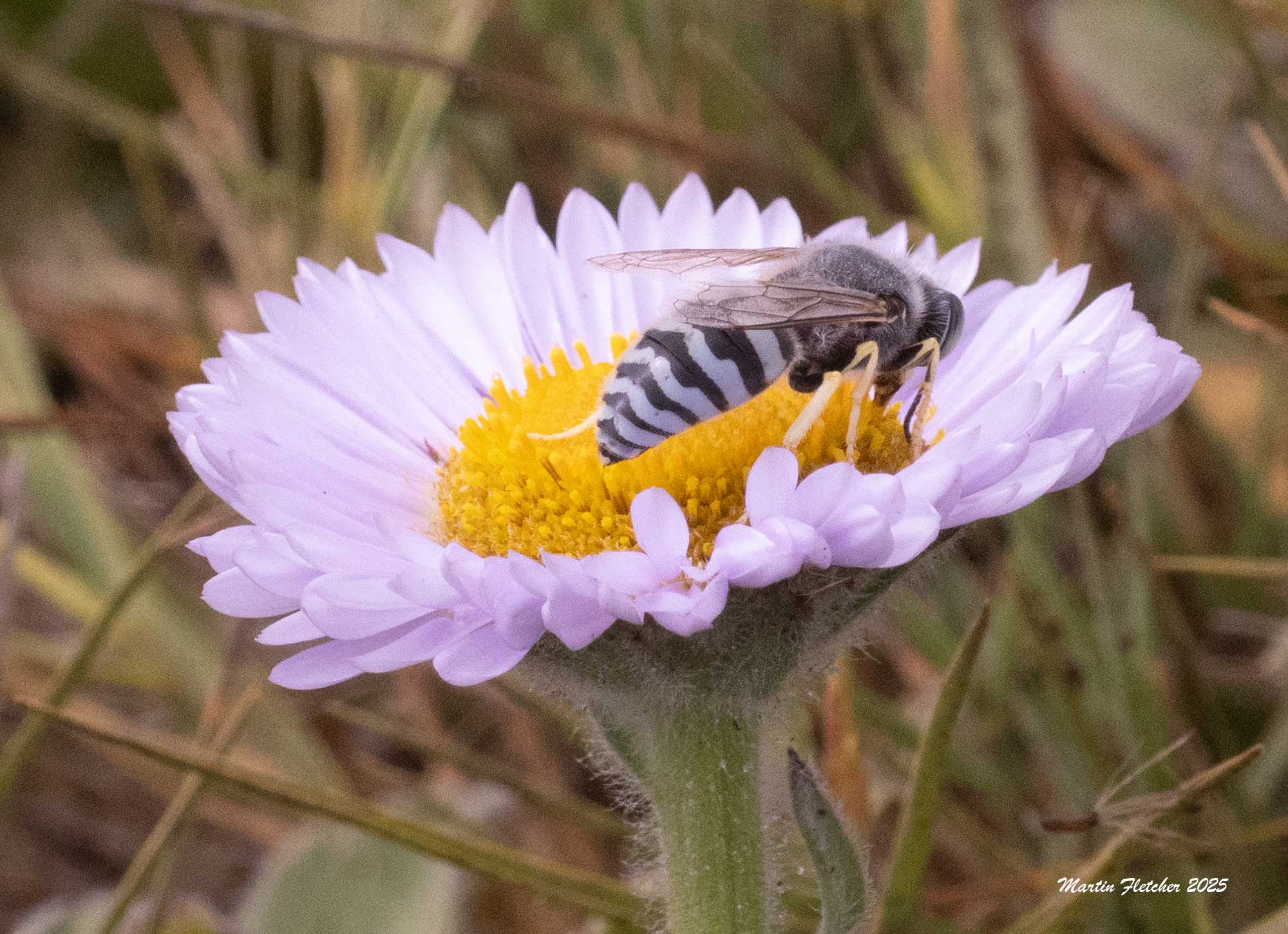 Western Sand Wasp, Bembix americana, San Simeon, California