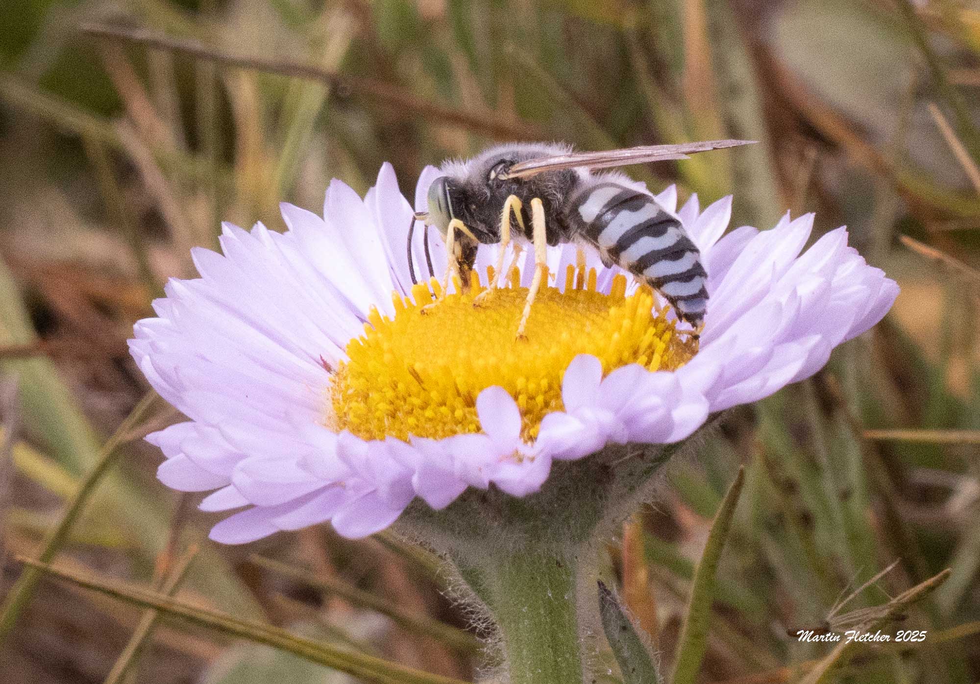 Western Sand Wasp, Bembix americana, San Simeon, California