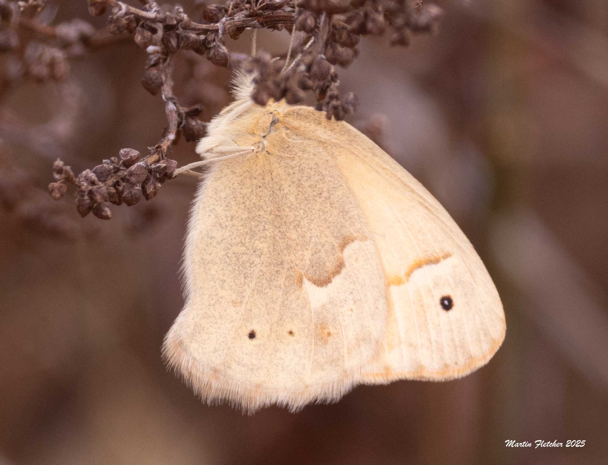 Common Ringlet, Coenonympha tullia, Cambria, California