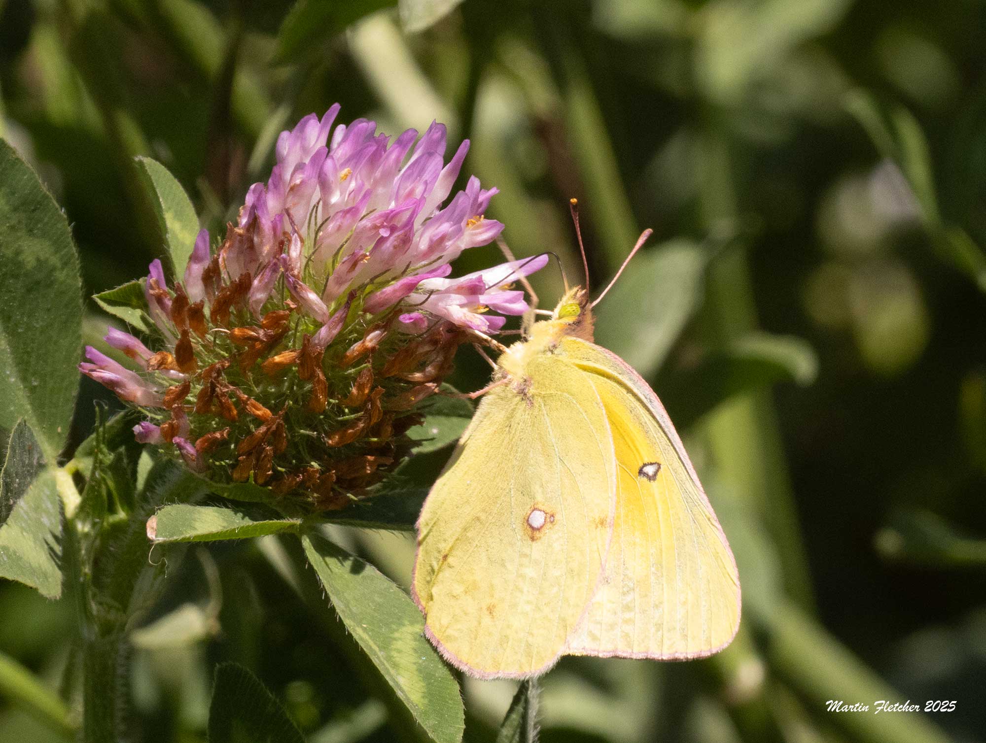 Orange Sulfur, Colias eurytheme, Santa Paula, California