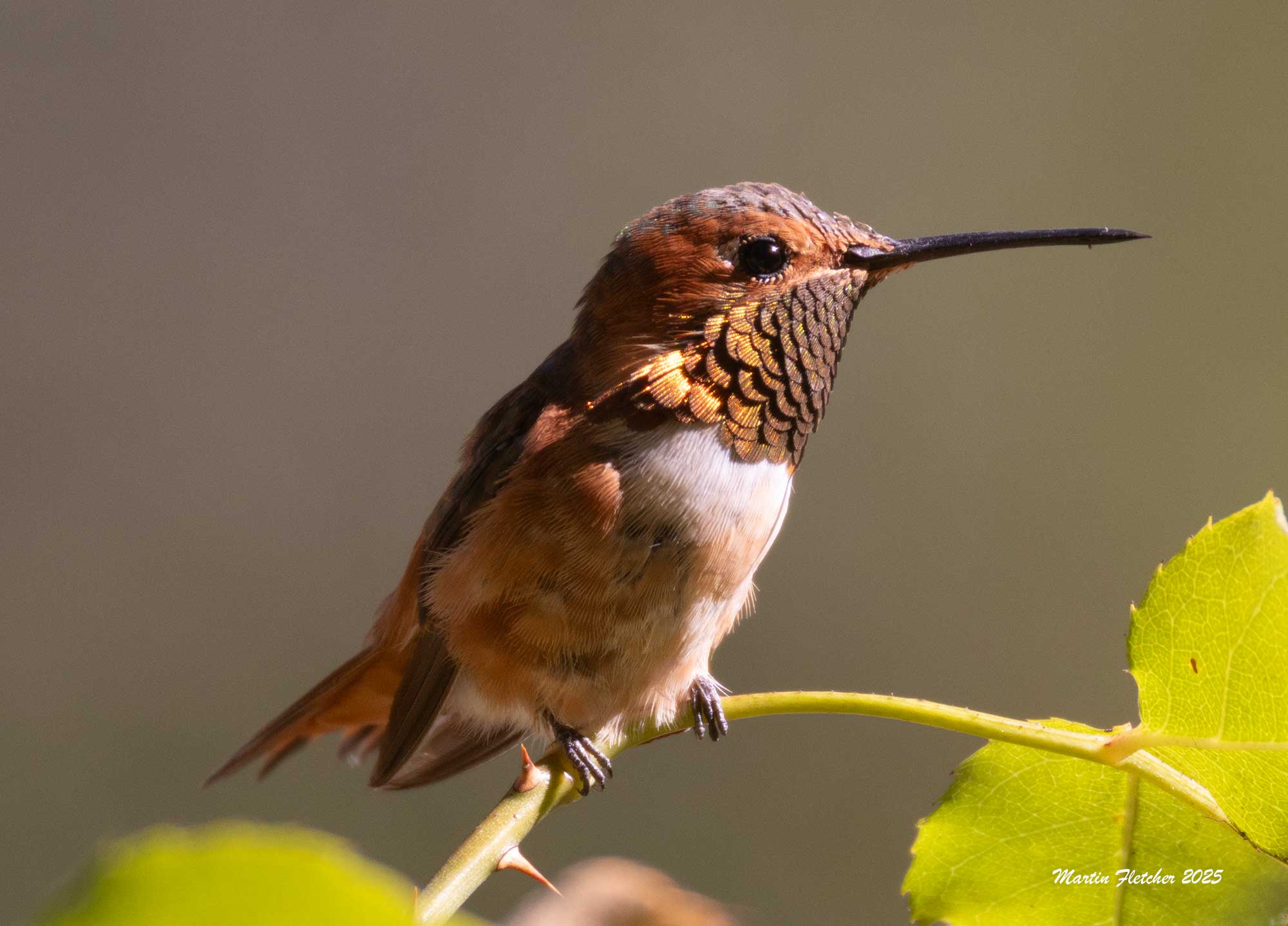 Rufous Hummingbird, Ojai