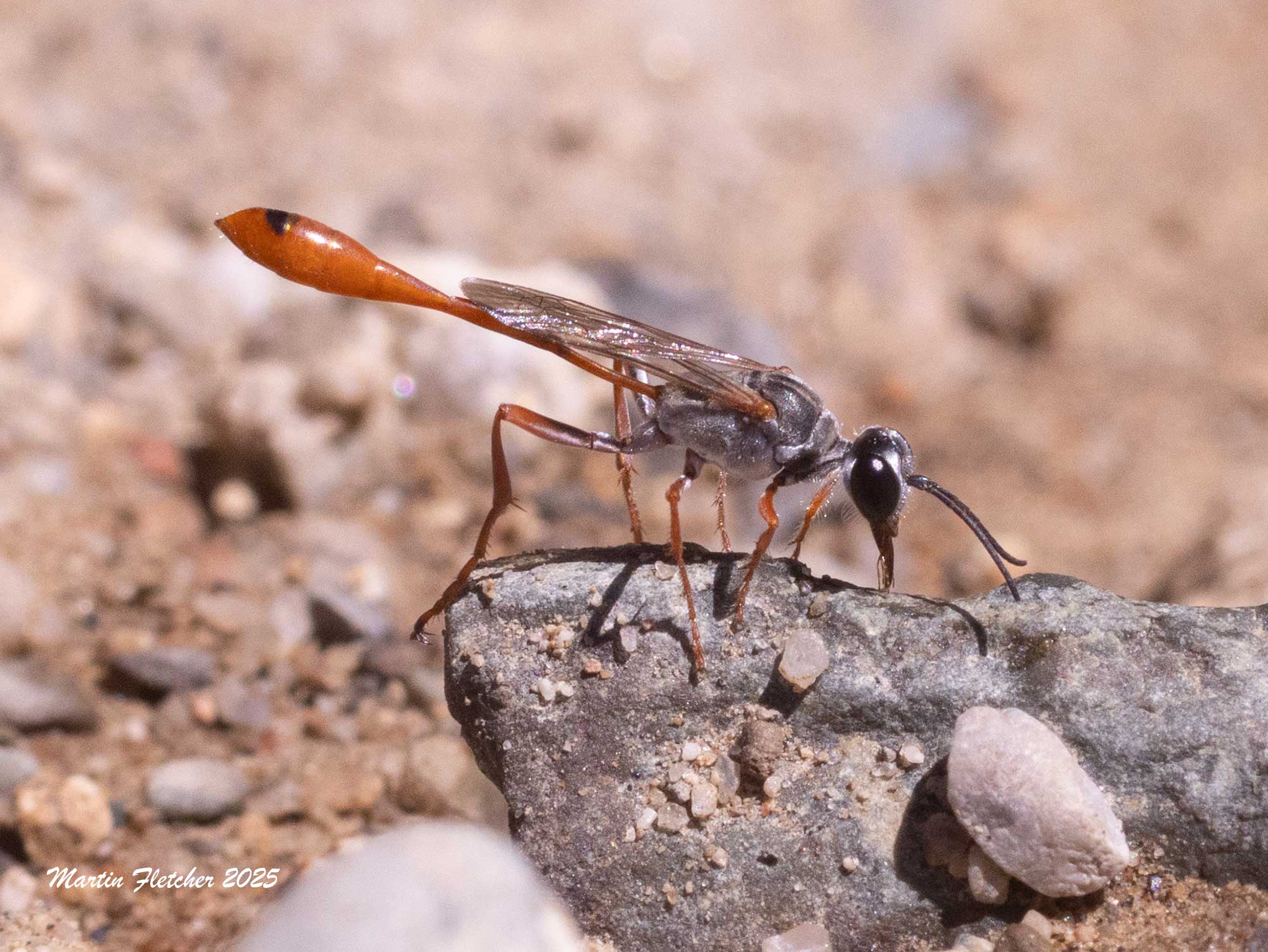 Silver Thread Waisted Wasp, Ammophila alberti, Big Pine, California