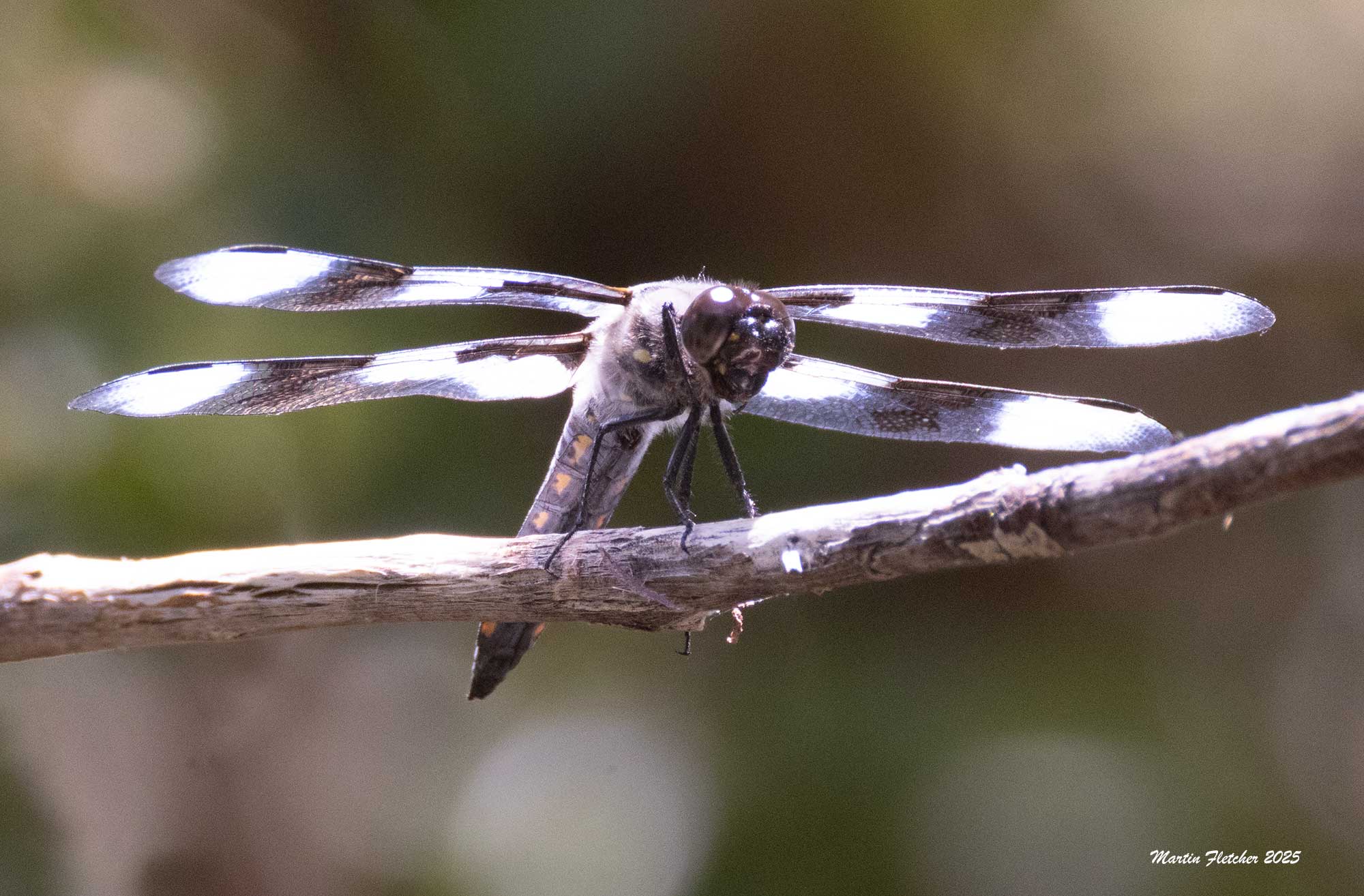 Twelve Spotted Skimmer Dragonfly, Libellula pulchella, Big Pine, California
