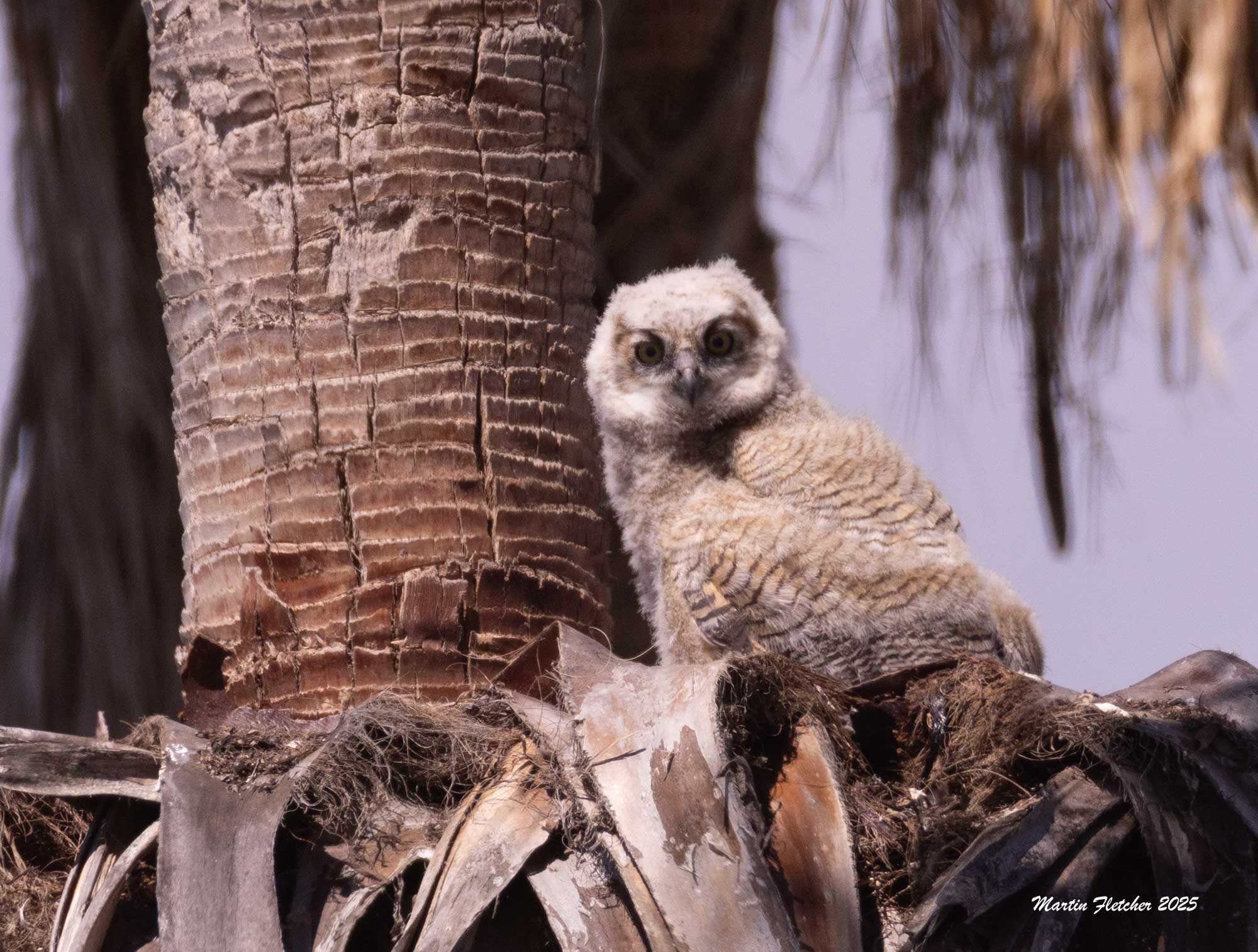 Great Horned Owl Baby, in palm at Lake Casitas