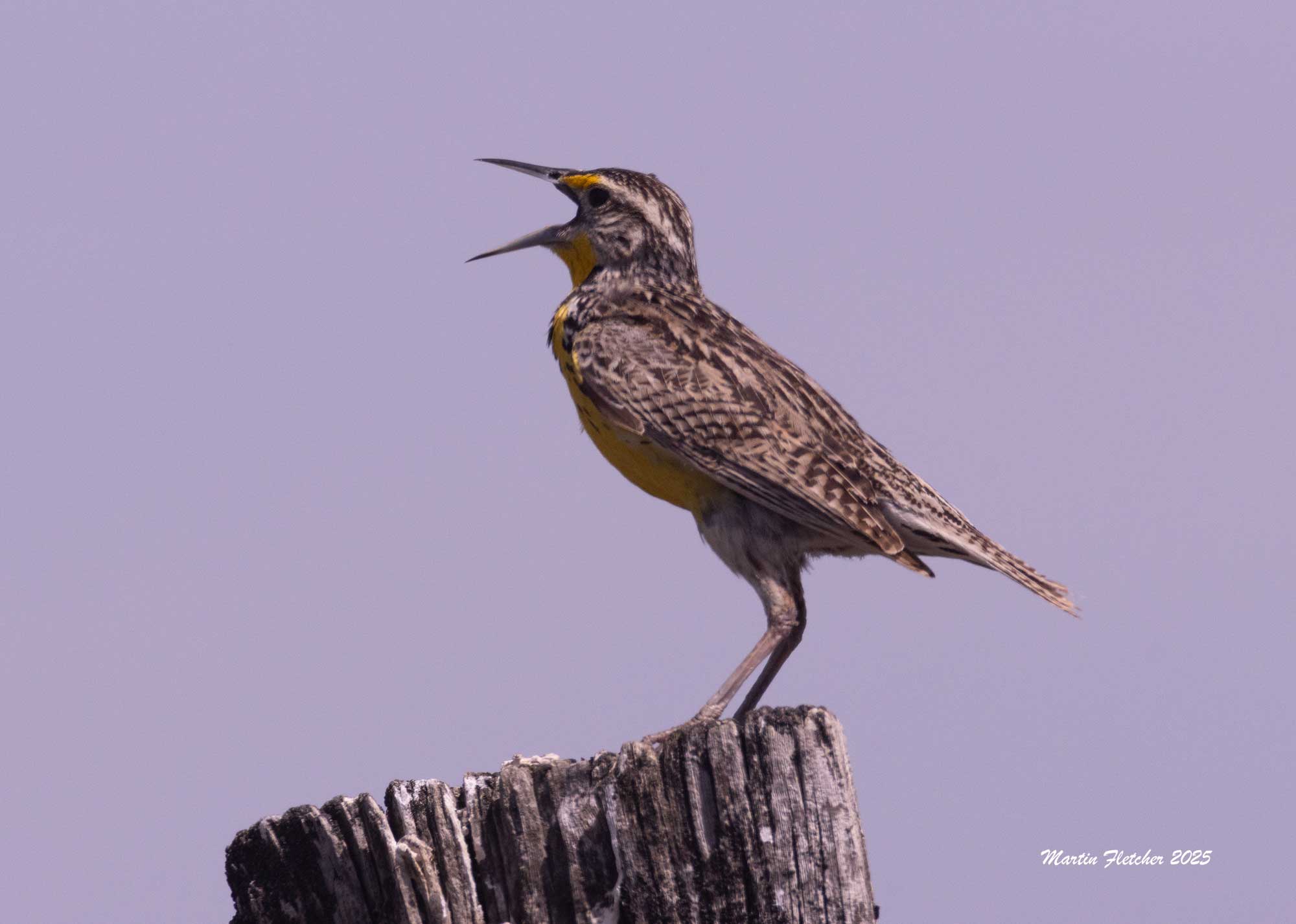 Meadowlark on post, Malheur, OR