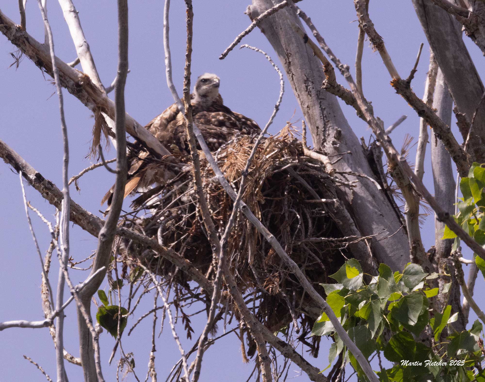 Red Tail Nest, Malheur, OR