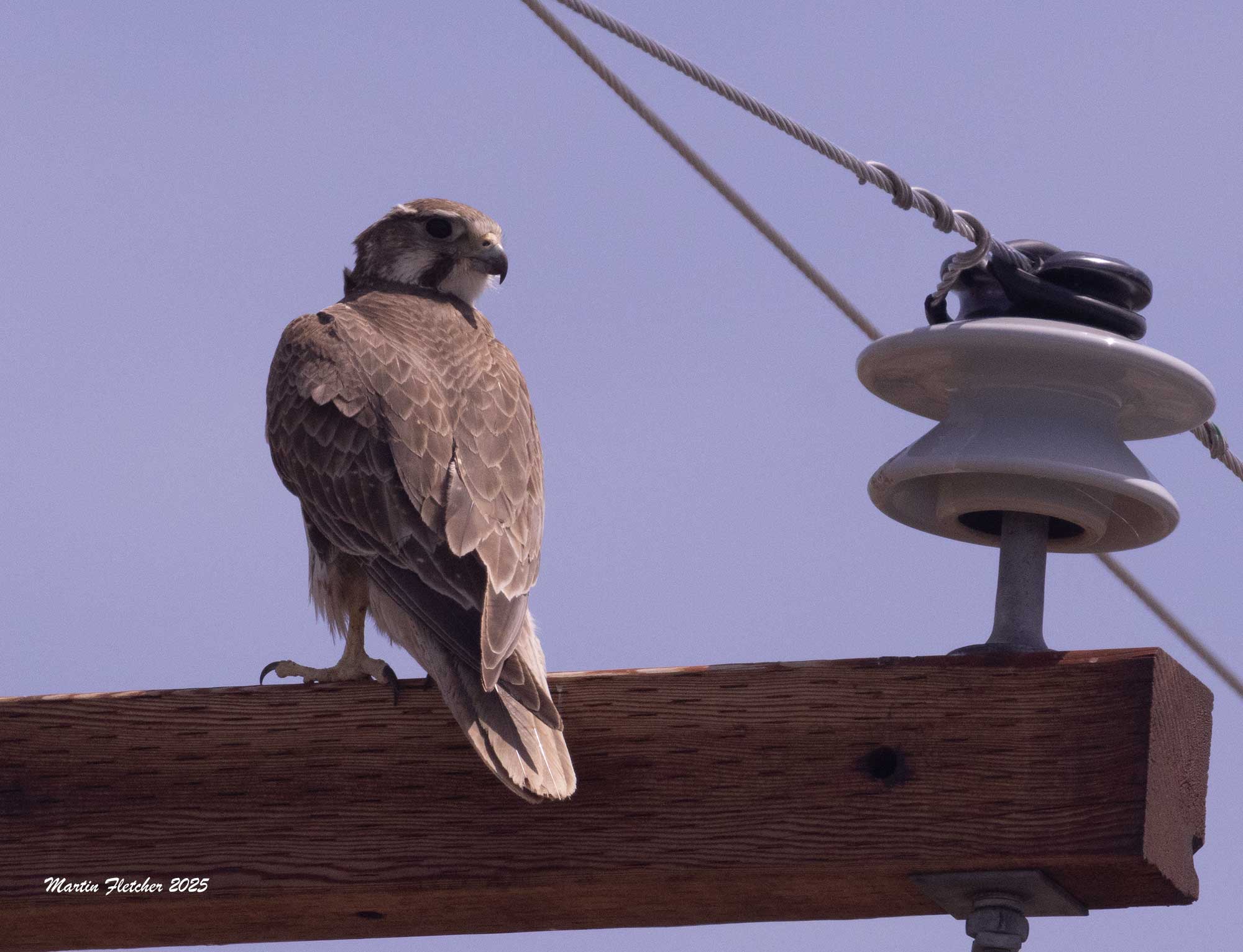 Peregrine Falcon, Malheur National Wildlife Refuge, Oregon