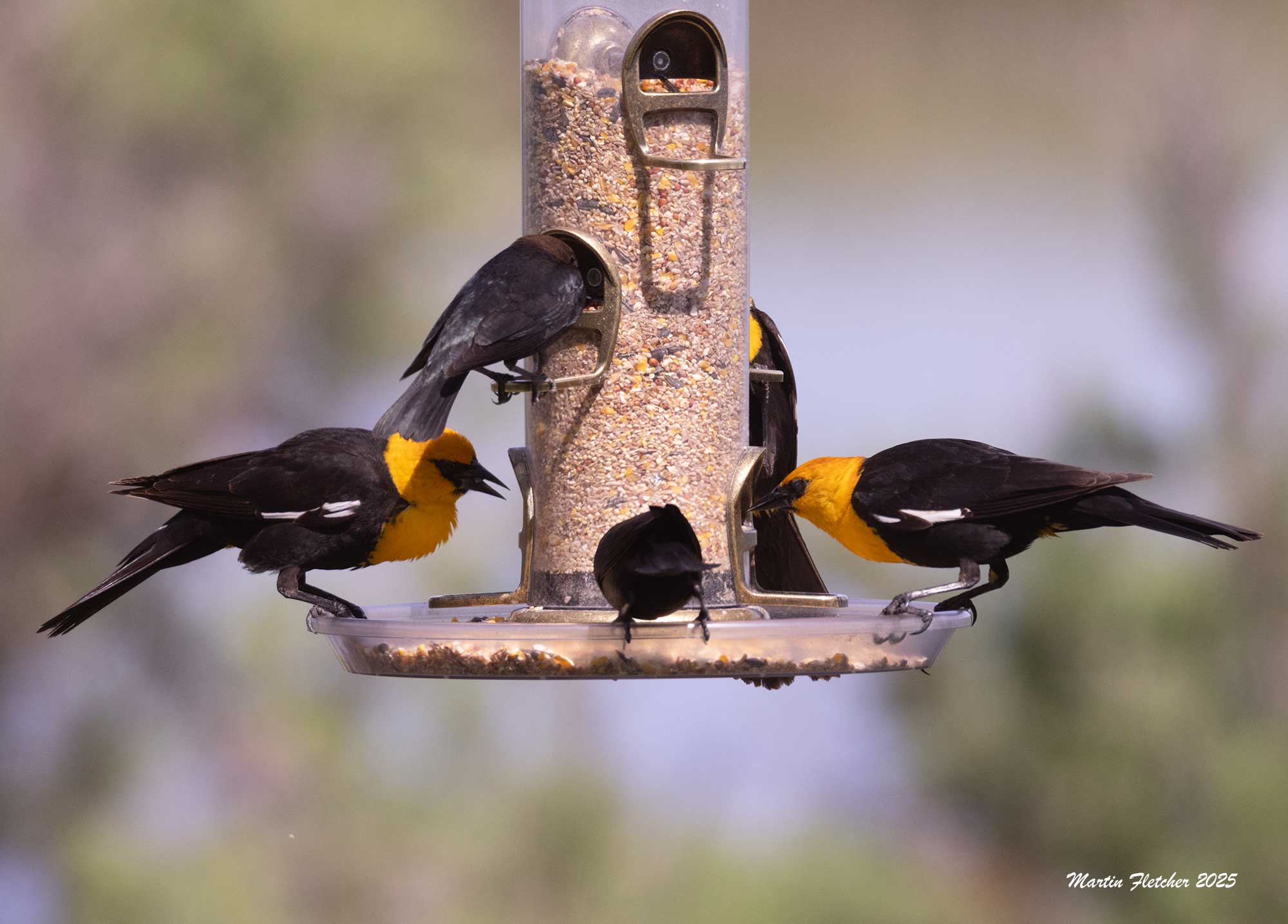 Yellow Headed Blackbird, Feeder, Malheur