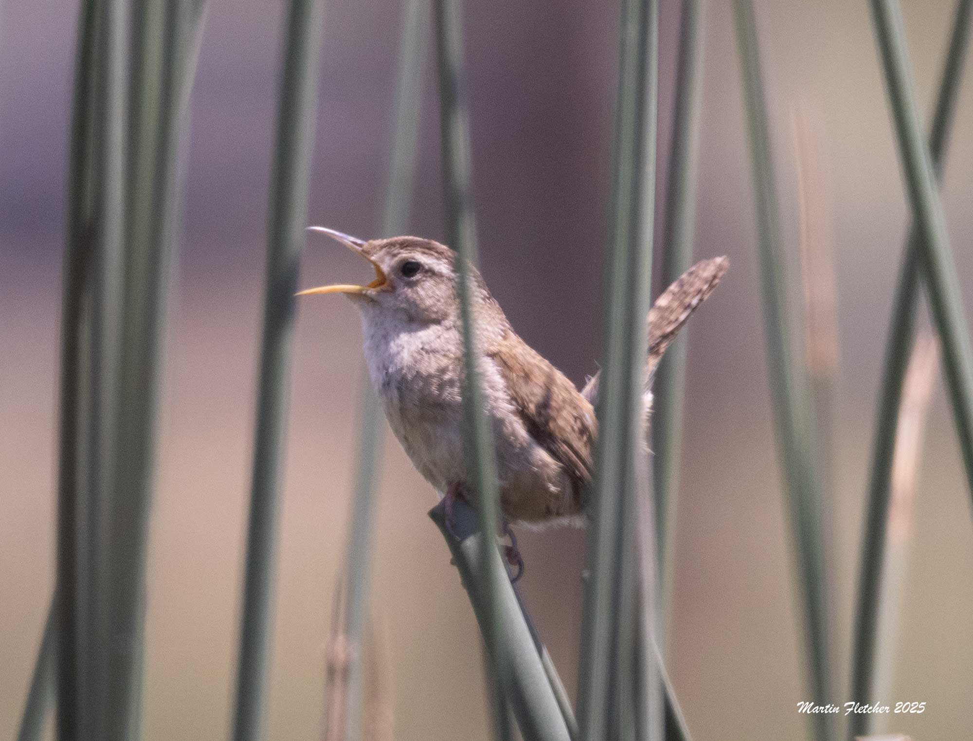 Marsh Wren Singing, Walker Basin, California