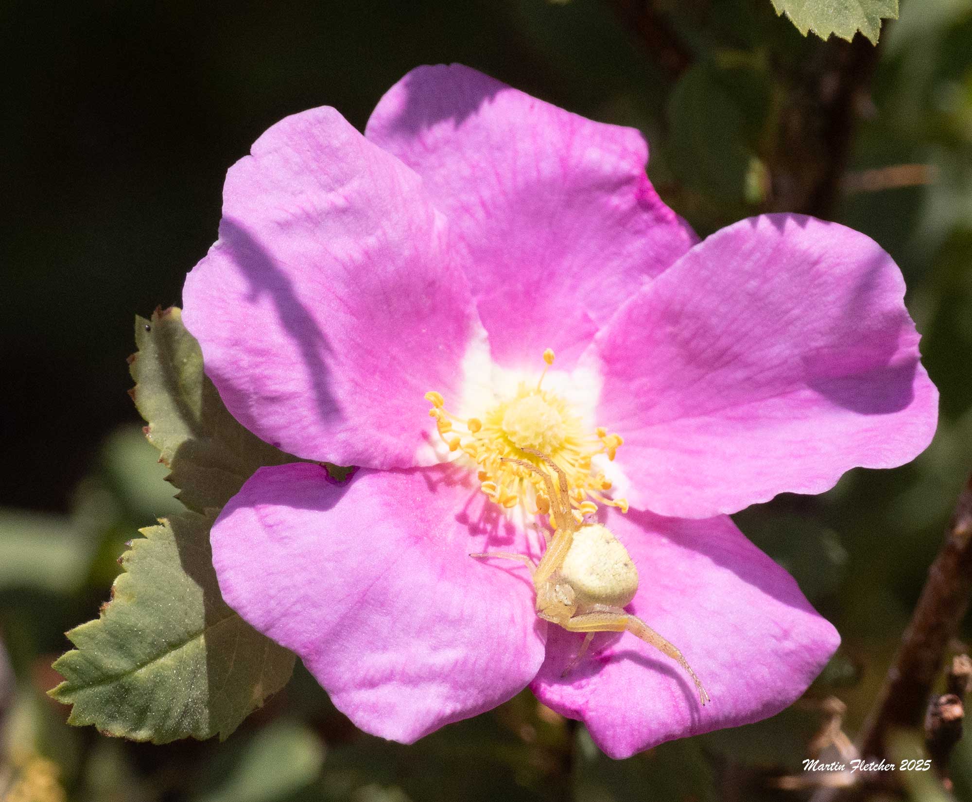 Crab Spider, Misumina vatia, Walker Basin, California
