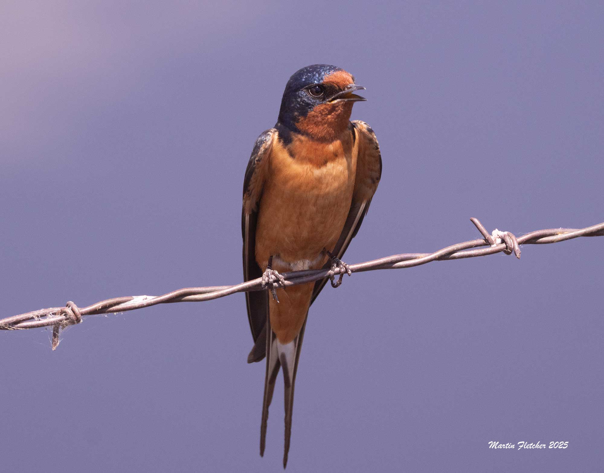 Barn Swallow Singing, Walker Basin, California