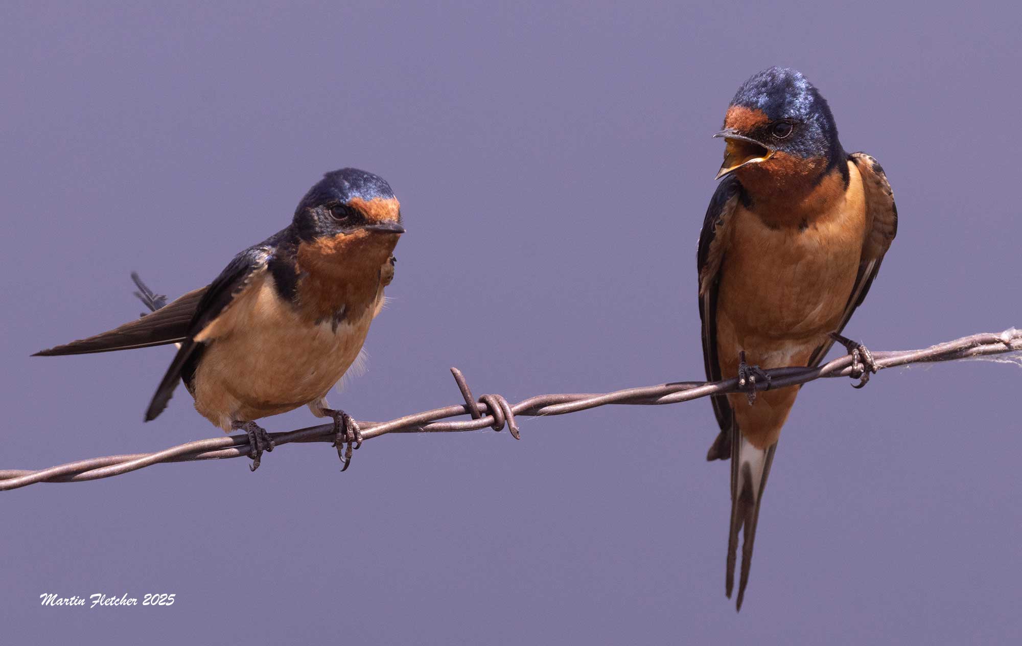 Barn Swallows Singing, Walker Basin, California