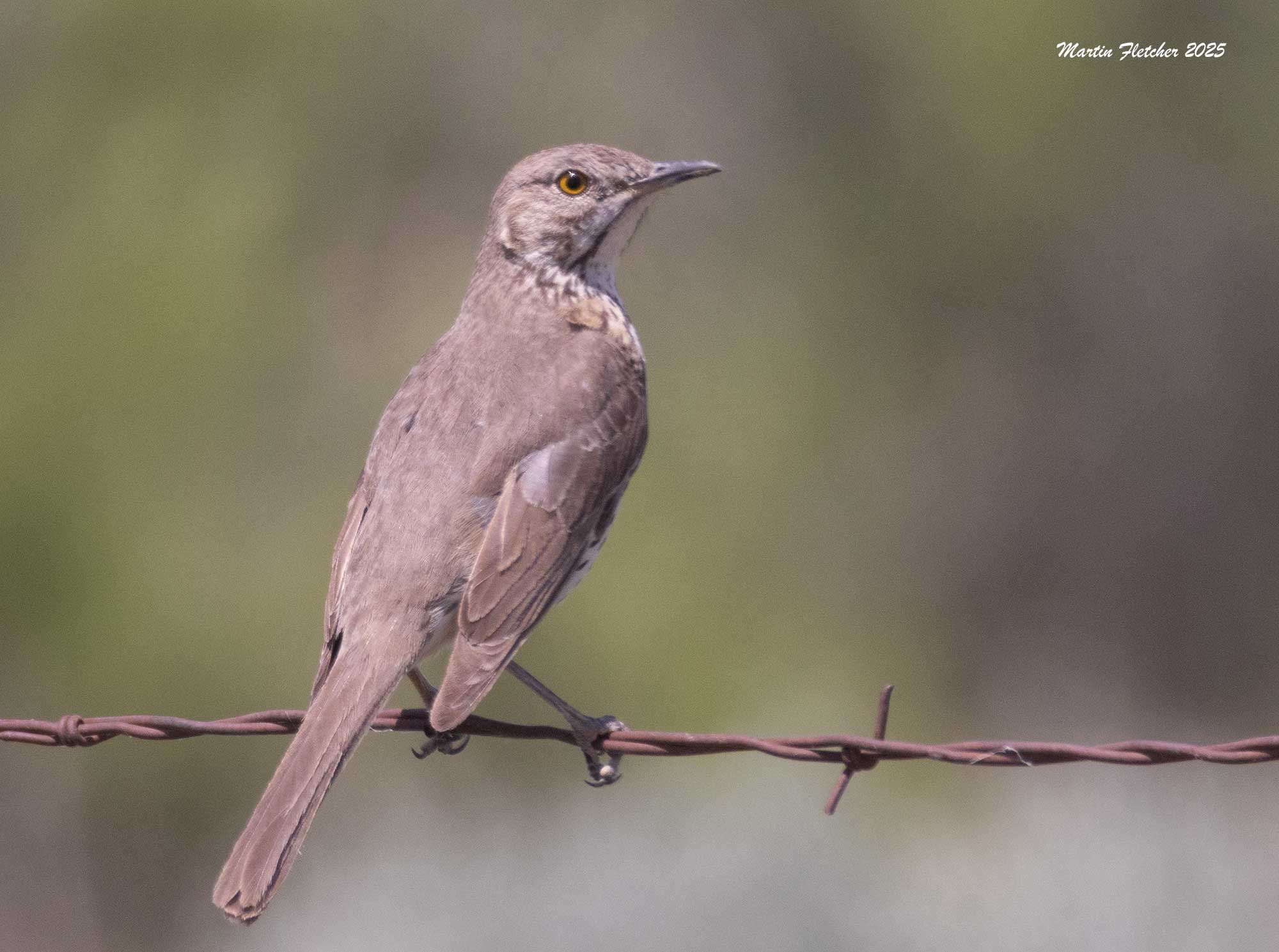 Sage Thrasher, Malheur, Oregon