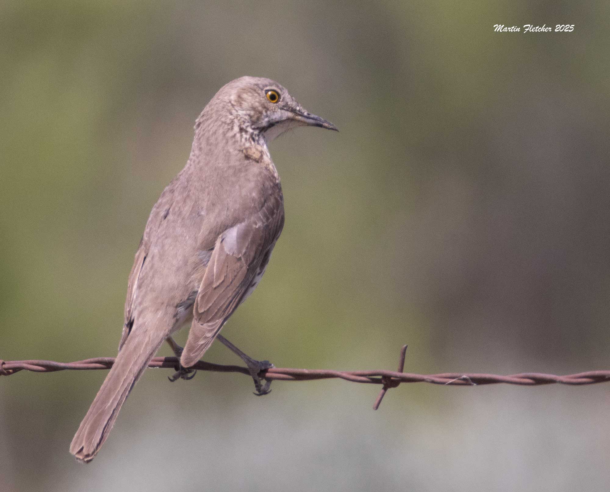 Sage Thrasher, Malheur, Oregon