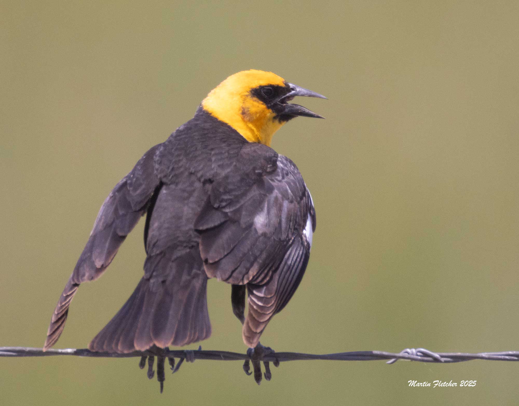 Yellow Headed Blackbird, Malheur
