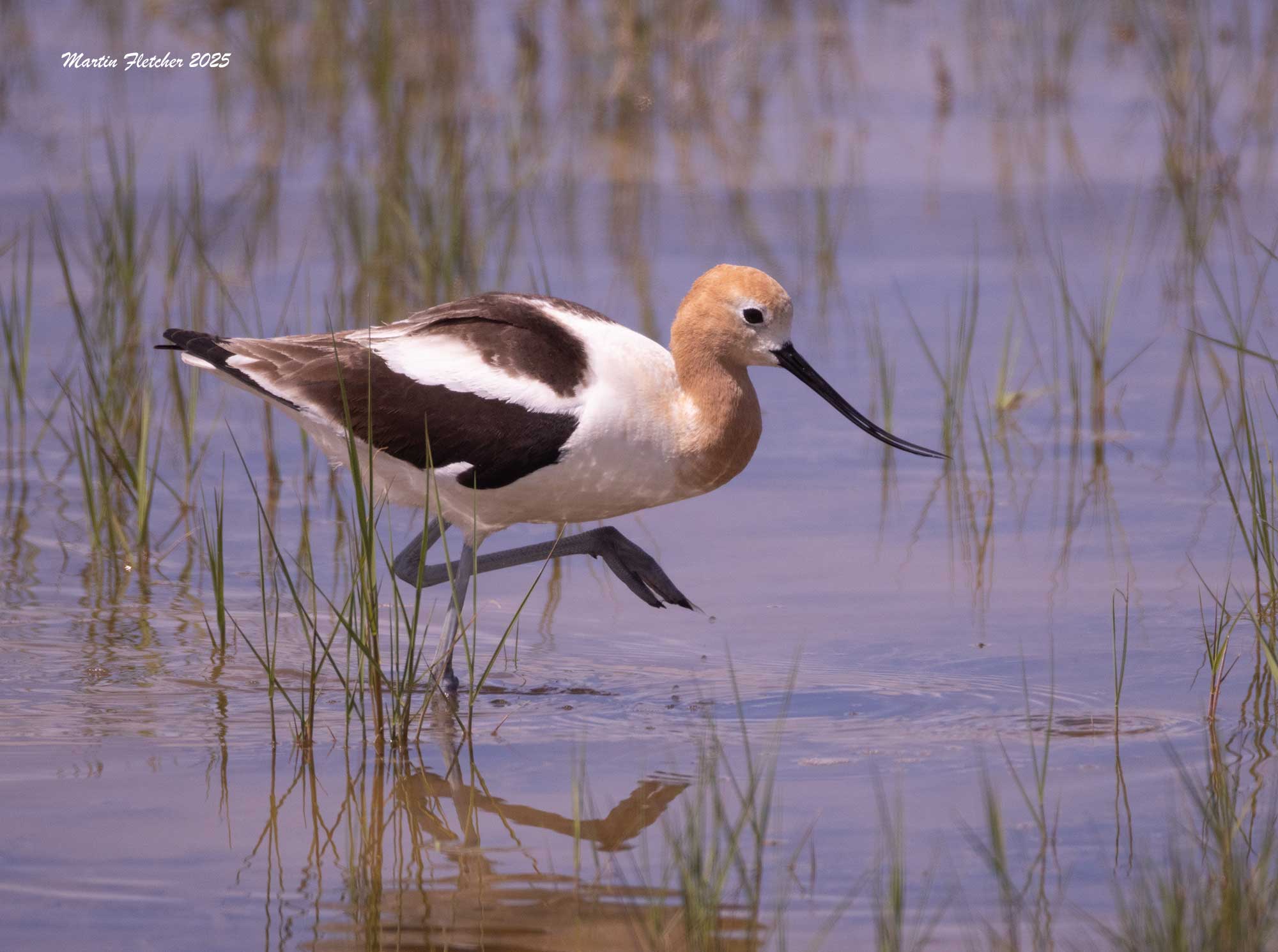 American Avocet, Malheur National Wildlife Refuge, Oregon