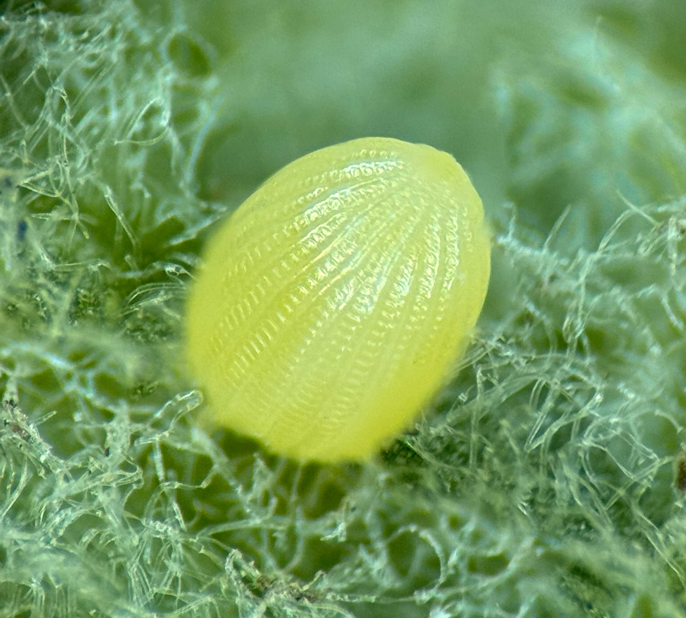 Monarch Egg