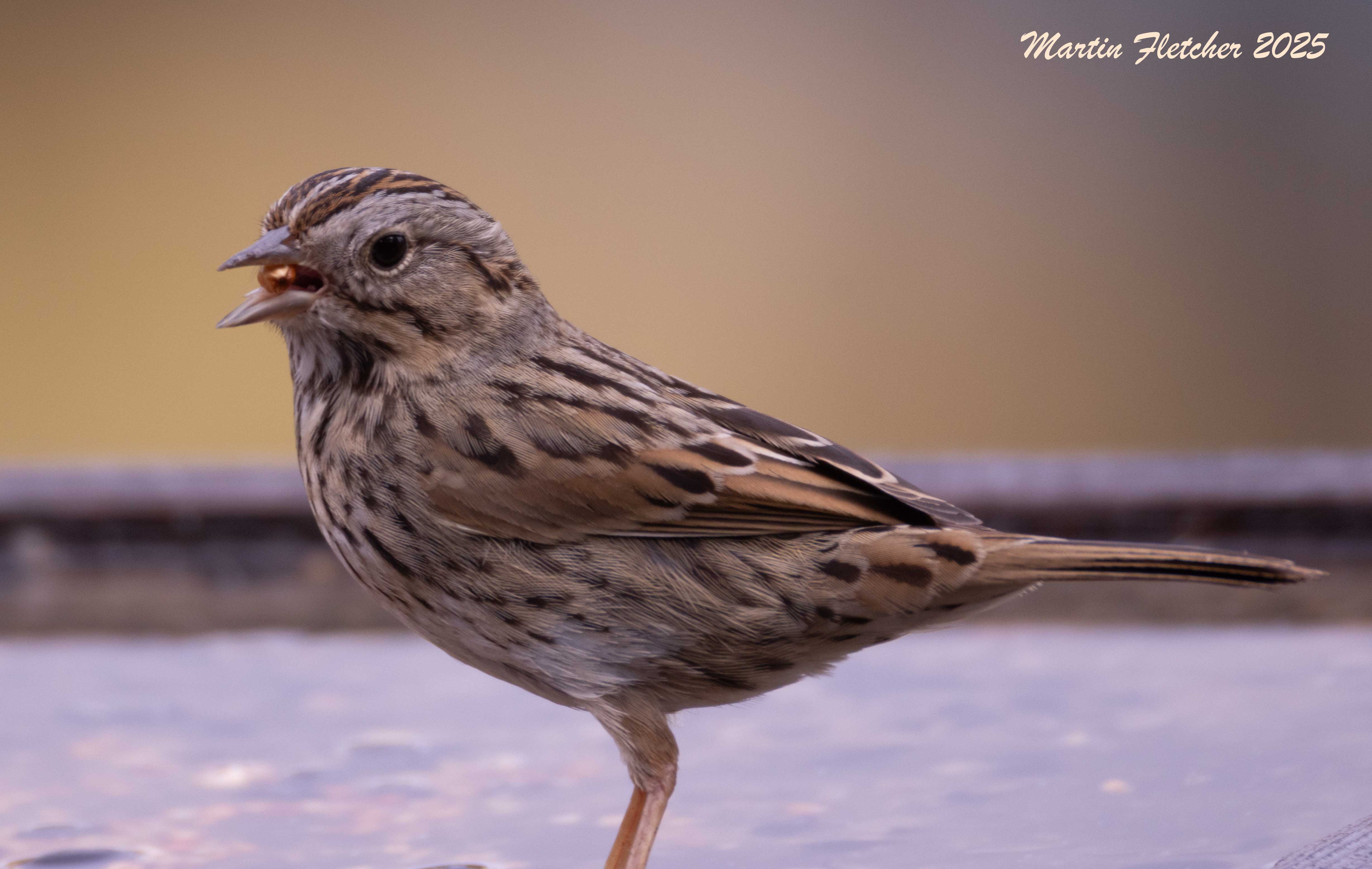 Lincoln's Sparrow, Feeder