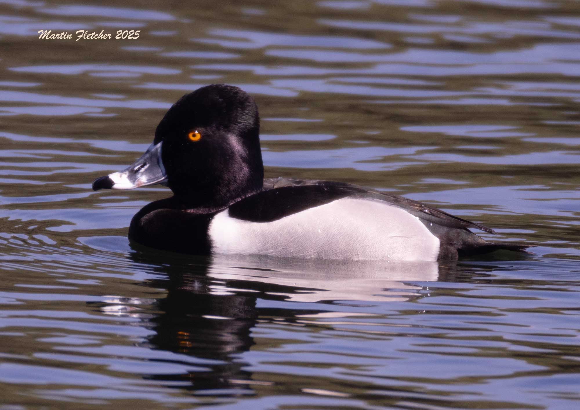 Ring Necked Duck, Ventura Spreading Basin