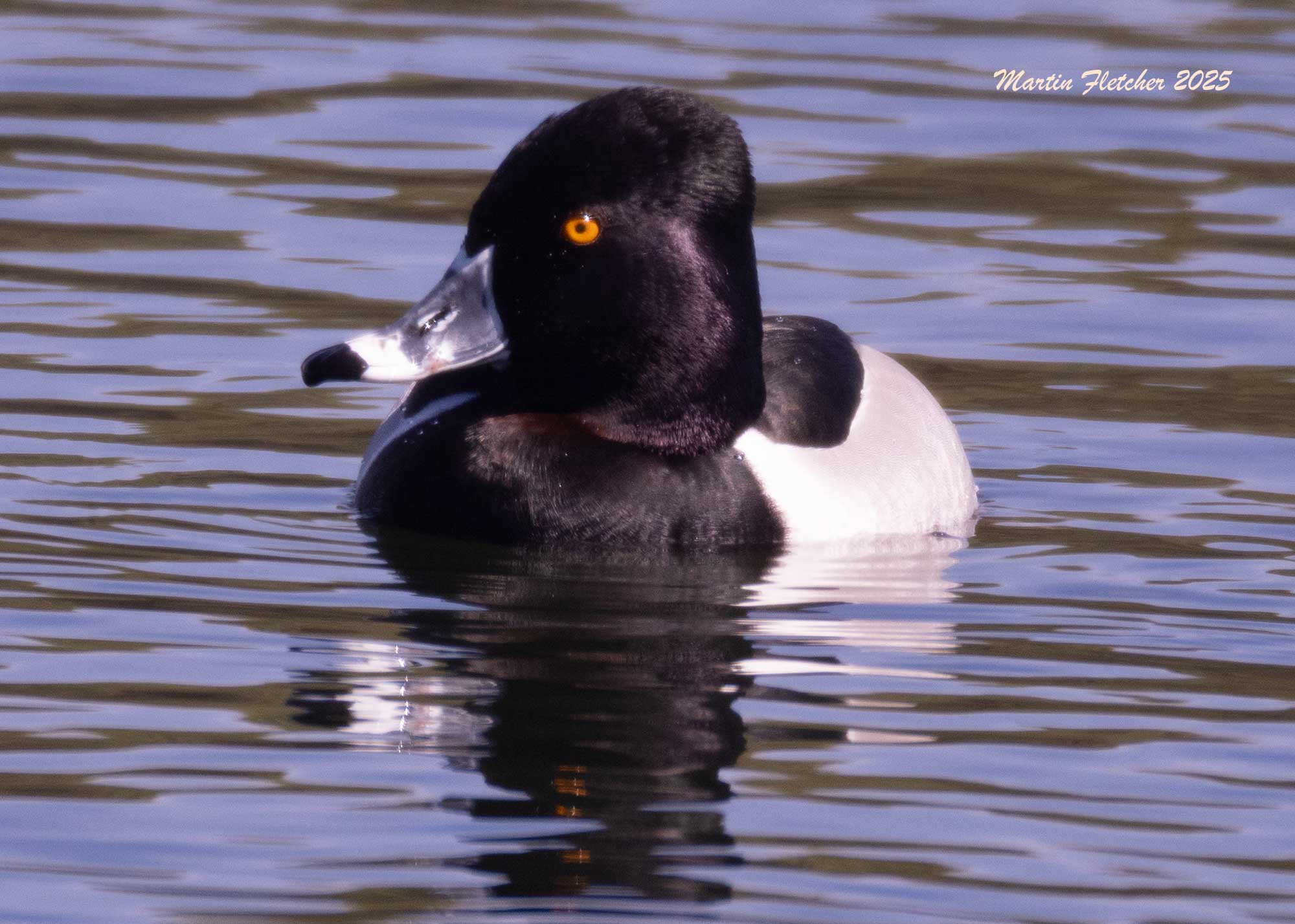 Ring Necked Duck, Ventura Spreading Basin