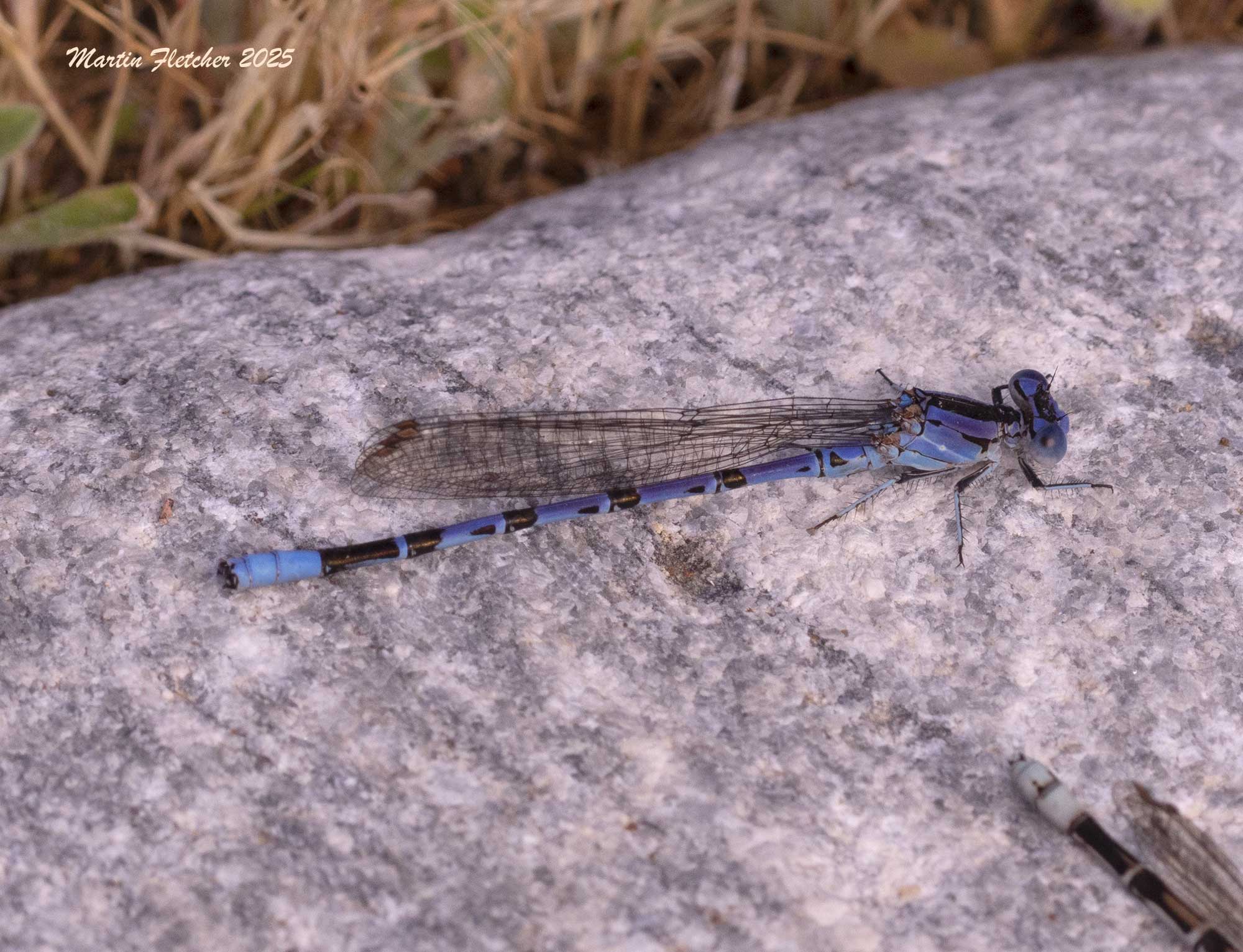 Vivid Dancer Damselfly Male, Wind Wolves, California