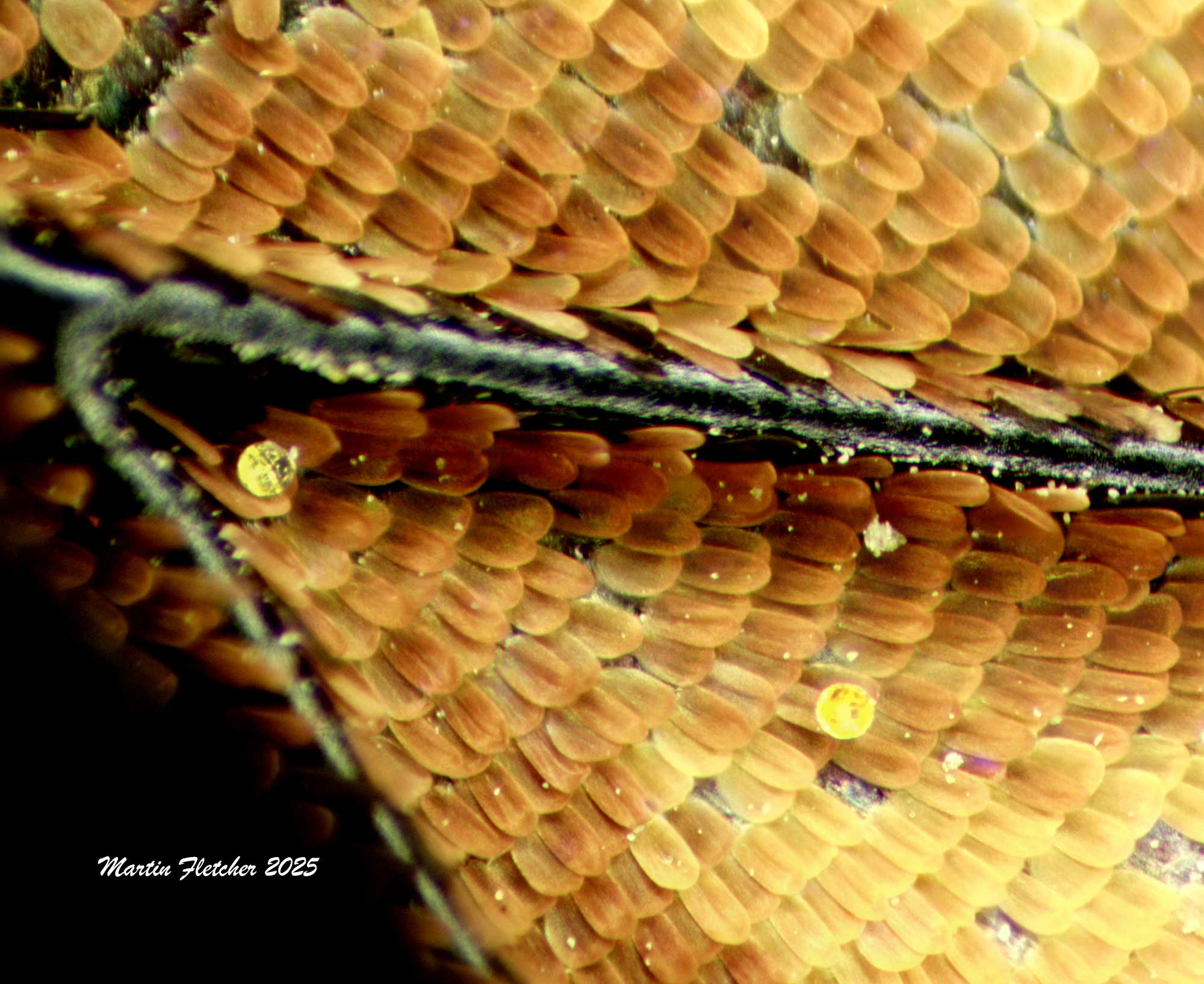 Orange Monarch Wing Scales up Close, Macro Image