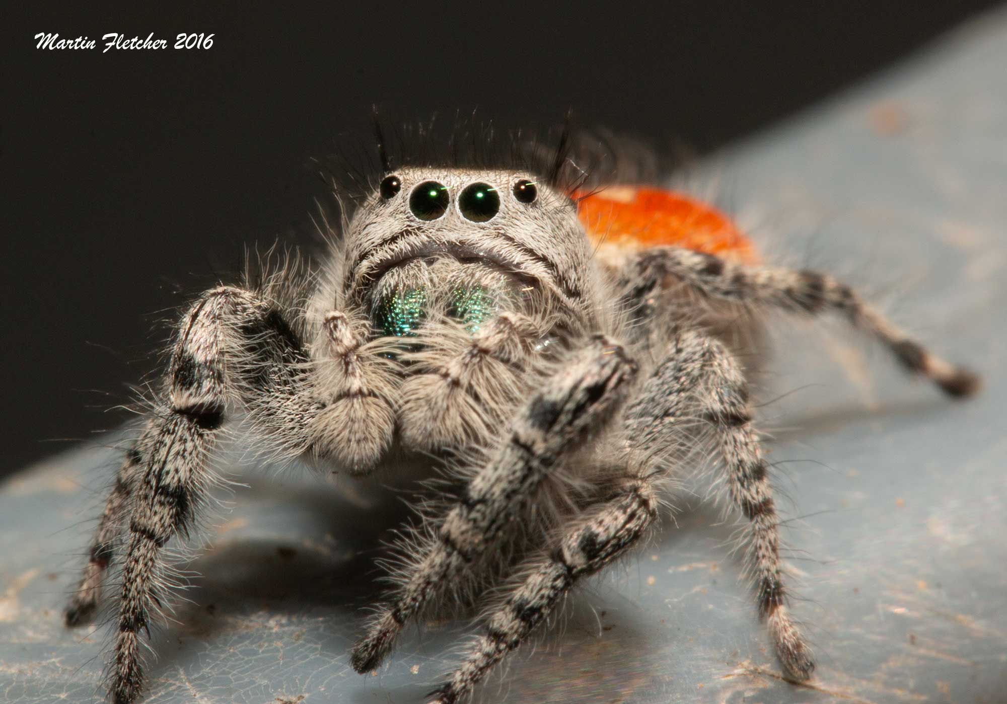 California Jumping Spider, Phidippus adumbratus, Ojai, California