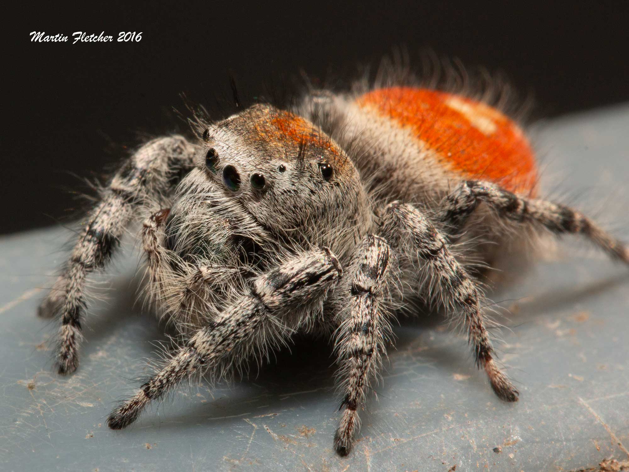 California Jumping Spider, Phidippus adumbratus, Ojai, California
