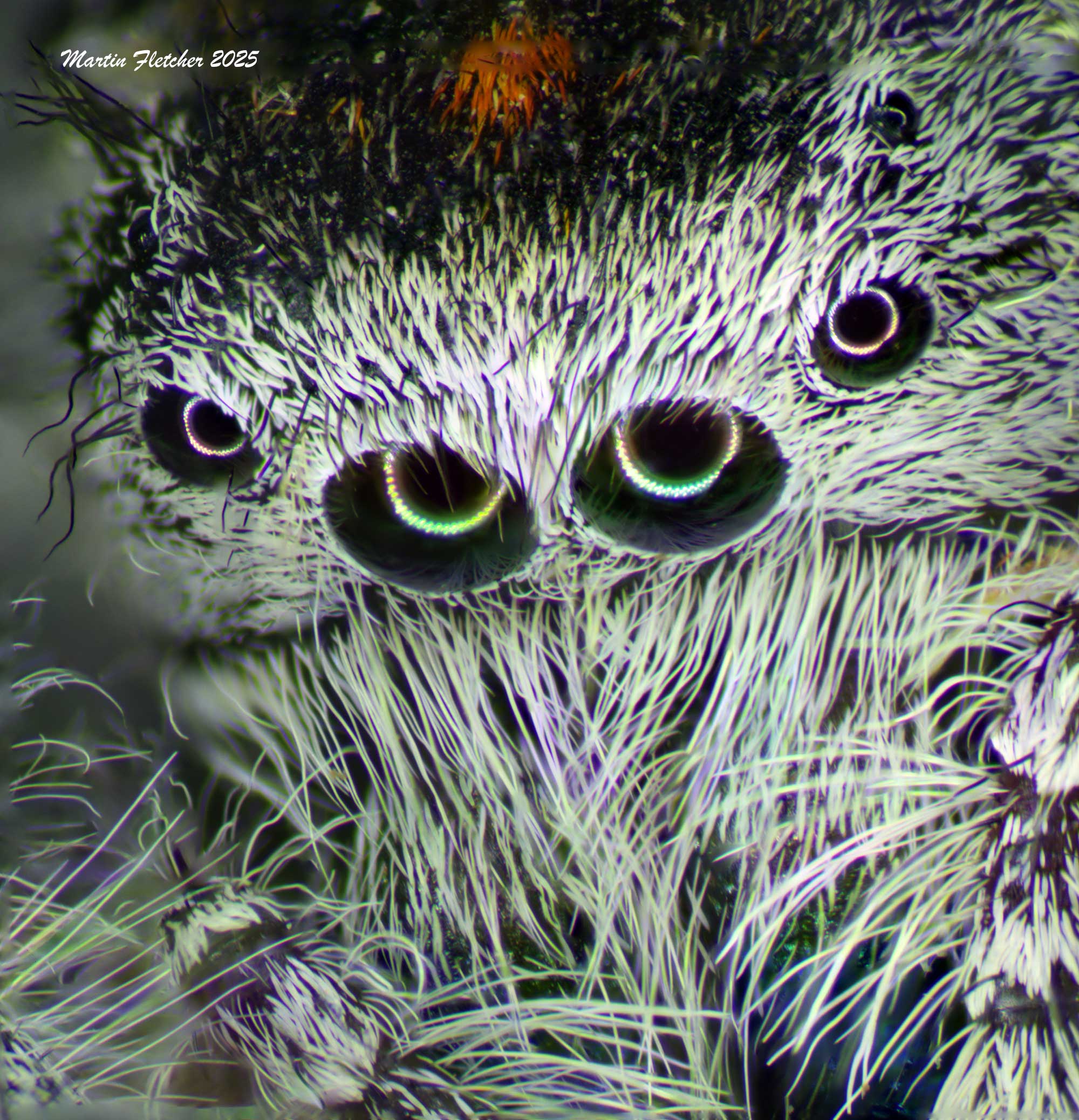 California Jumping Spider Eyes, Phidippus adumbratus, Ojai, California