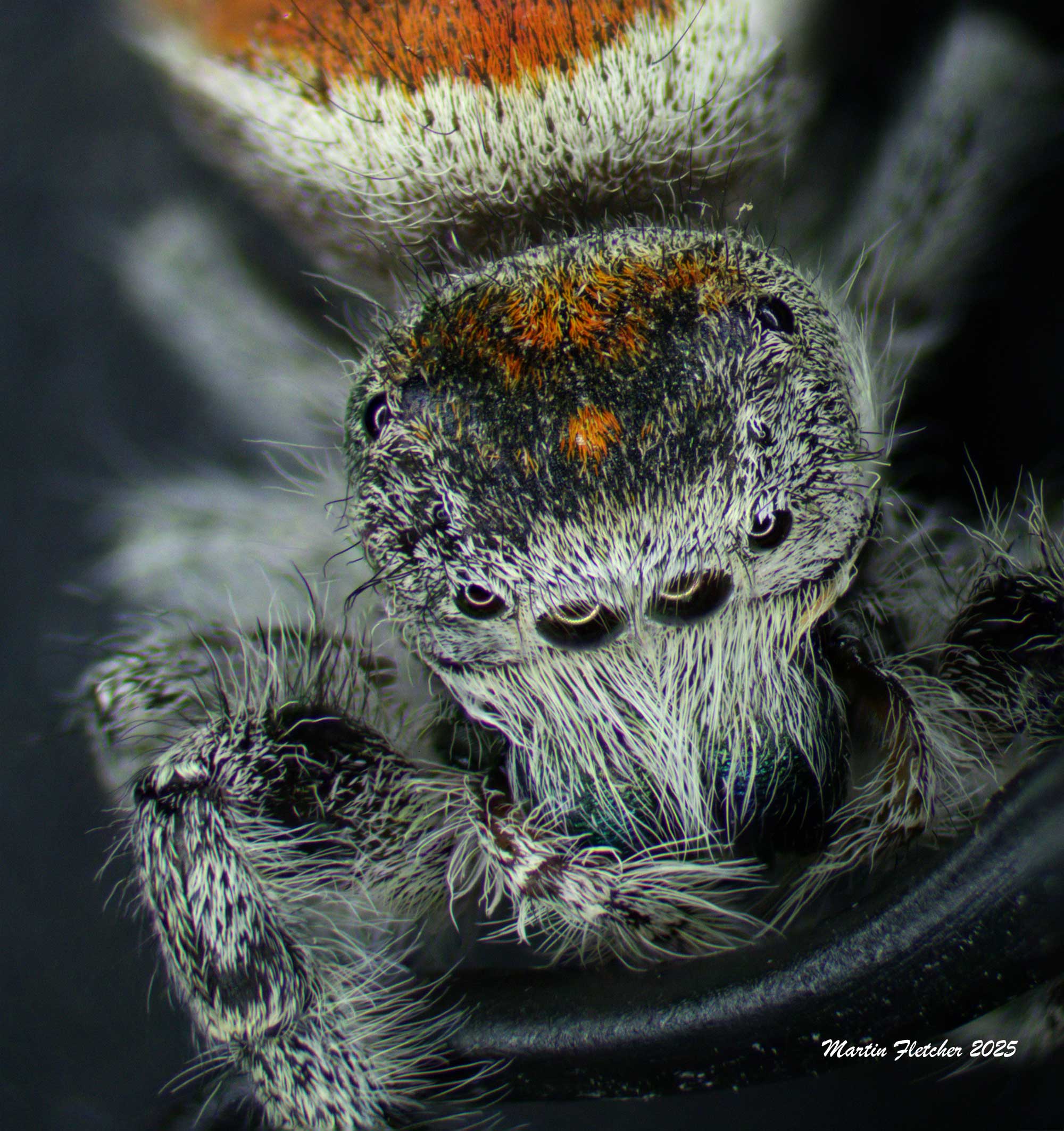 California Jumping Spider Top View, Phidippus adumbratus, Ojai, California